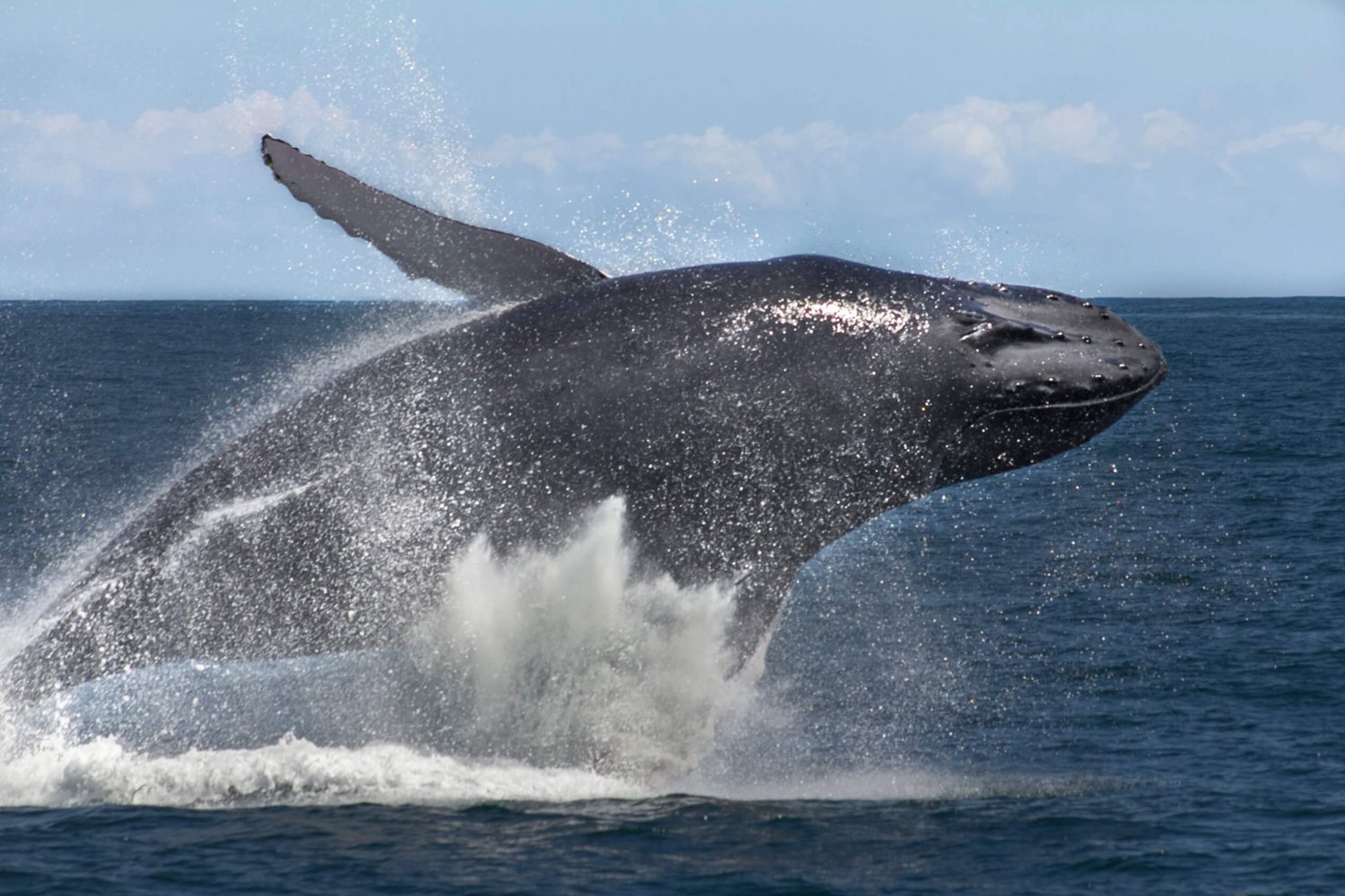 Samaná Humpback Whale Watching Expedition