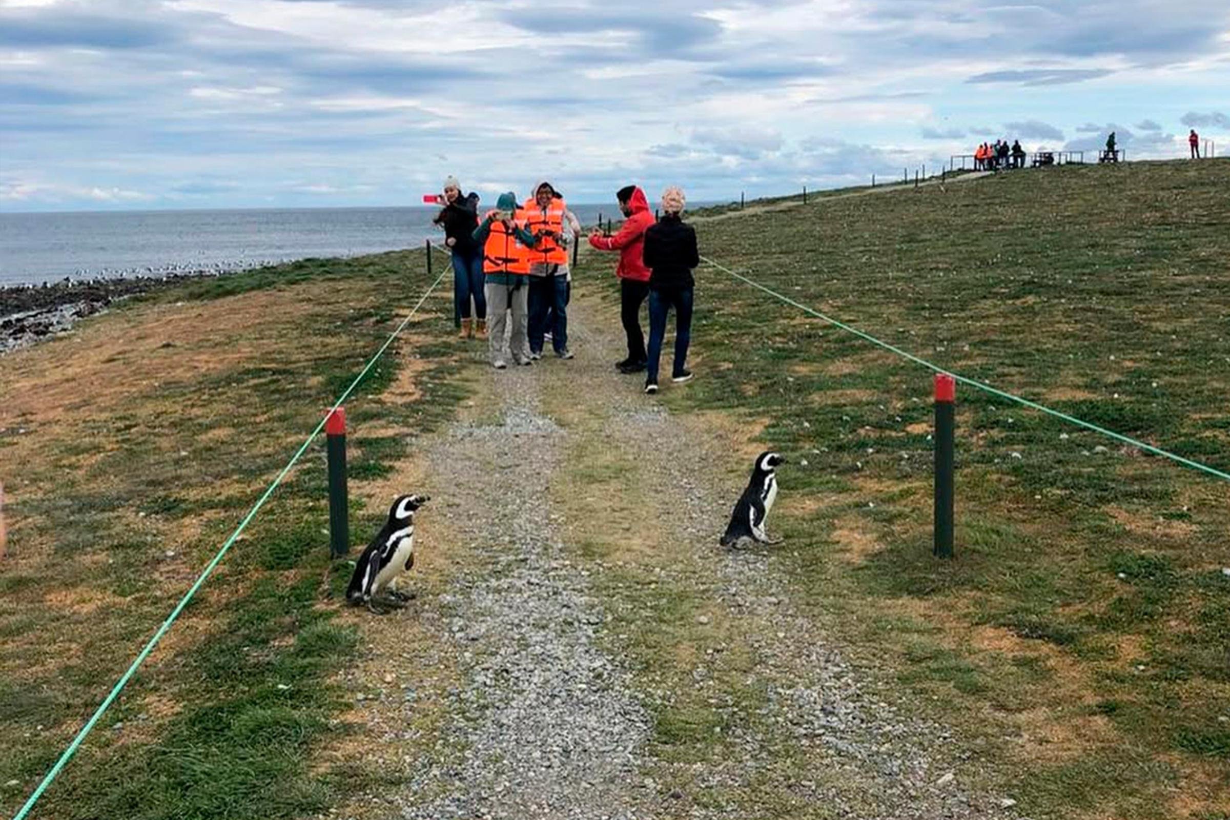 Punta Arenas: Catamaran Voyage to Magdalena Island & Penguin Colony