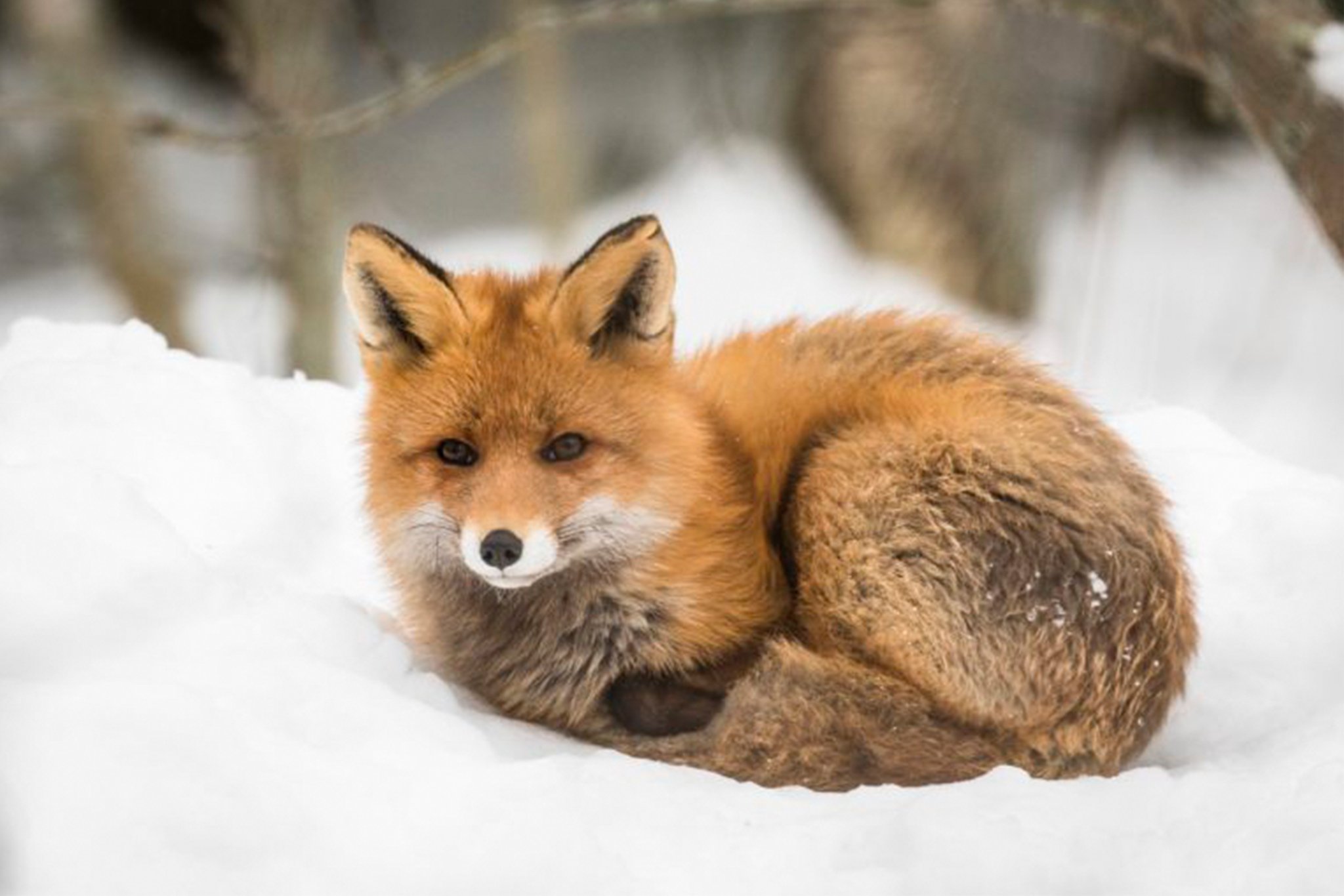 Ranua Arctic Zoo Day Trip with Guided Transfer & Lunch from Rovaniemi