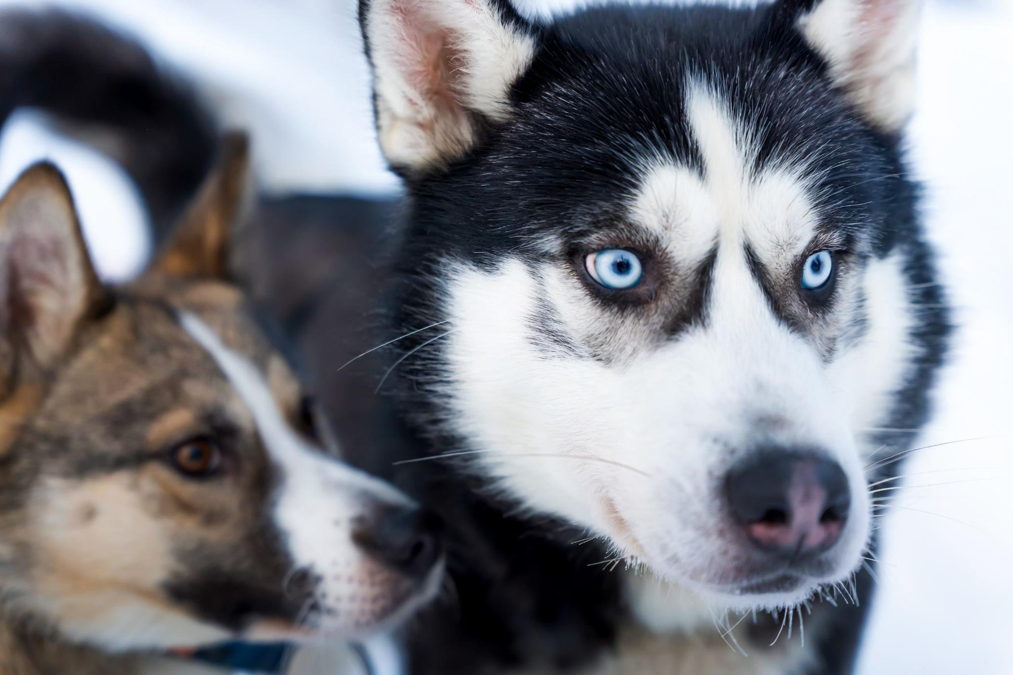 Rovaniemi Husky Safari: Drive Your Own Team & Lapland BBQ