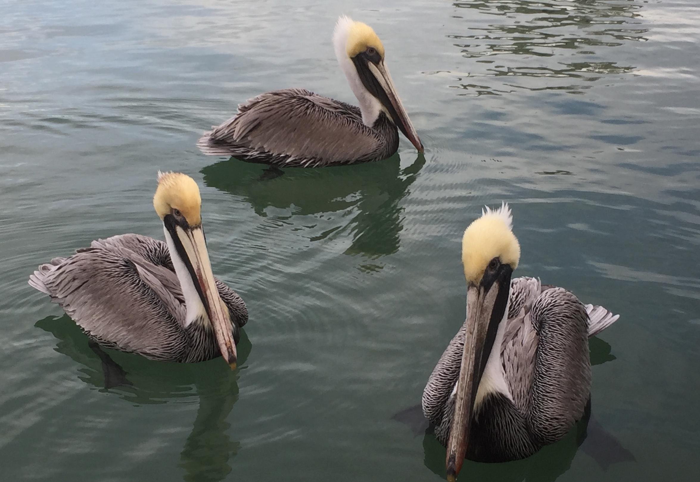 Private Miami Boat Tour: Sandbars & Celebrity Mansions