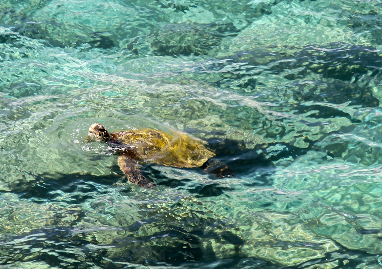 Komodo Island 3-Day Private Speedboat Adventure with Hotel