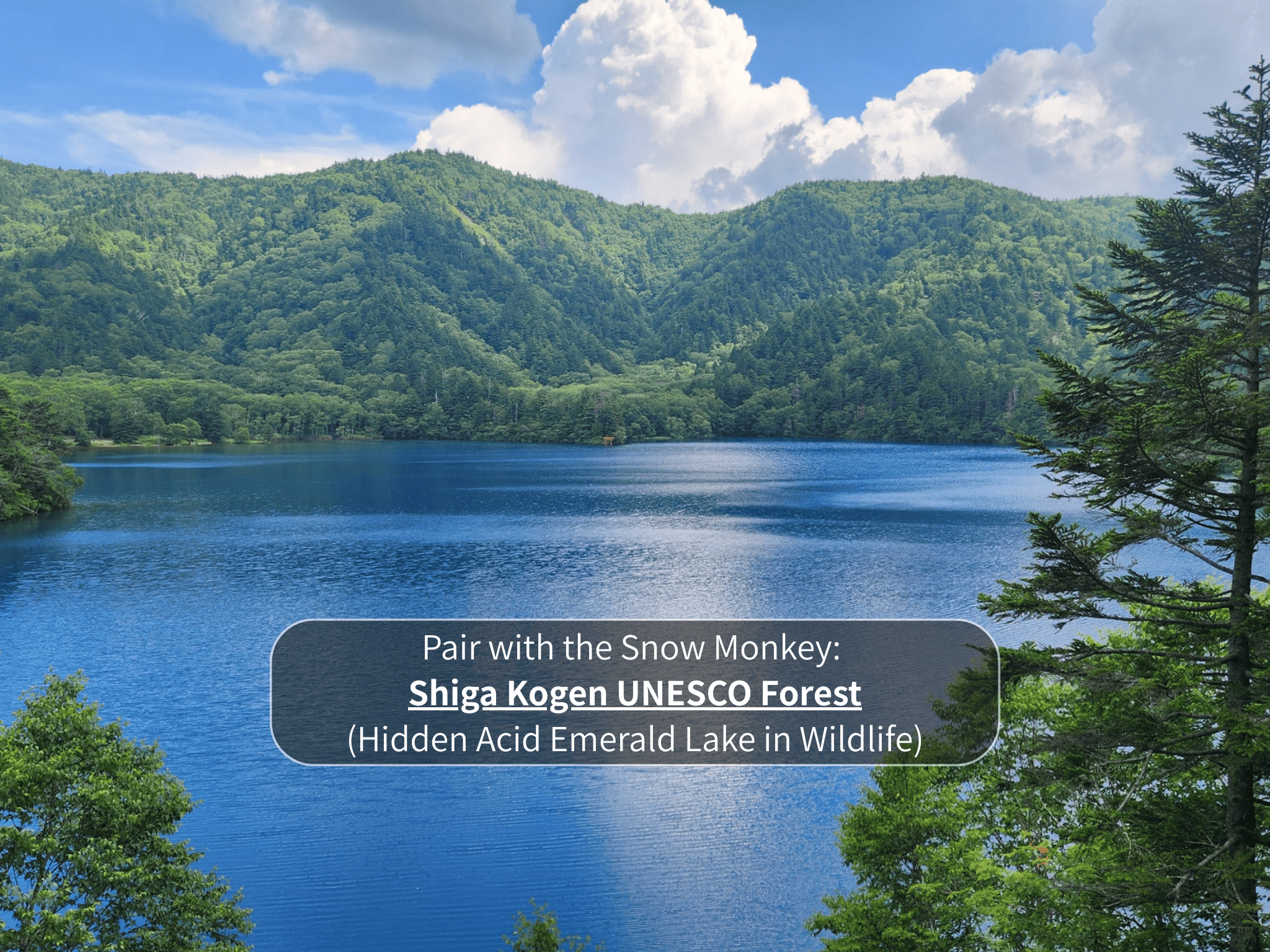 Nagano Snow Monkeys & Hidden Gems Private Day Tour