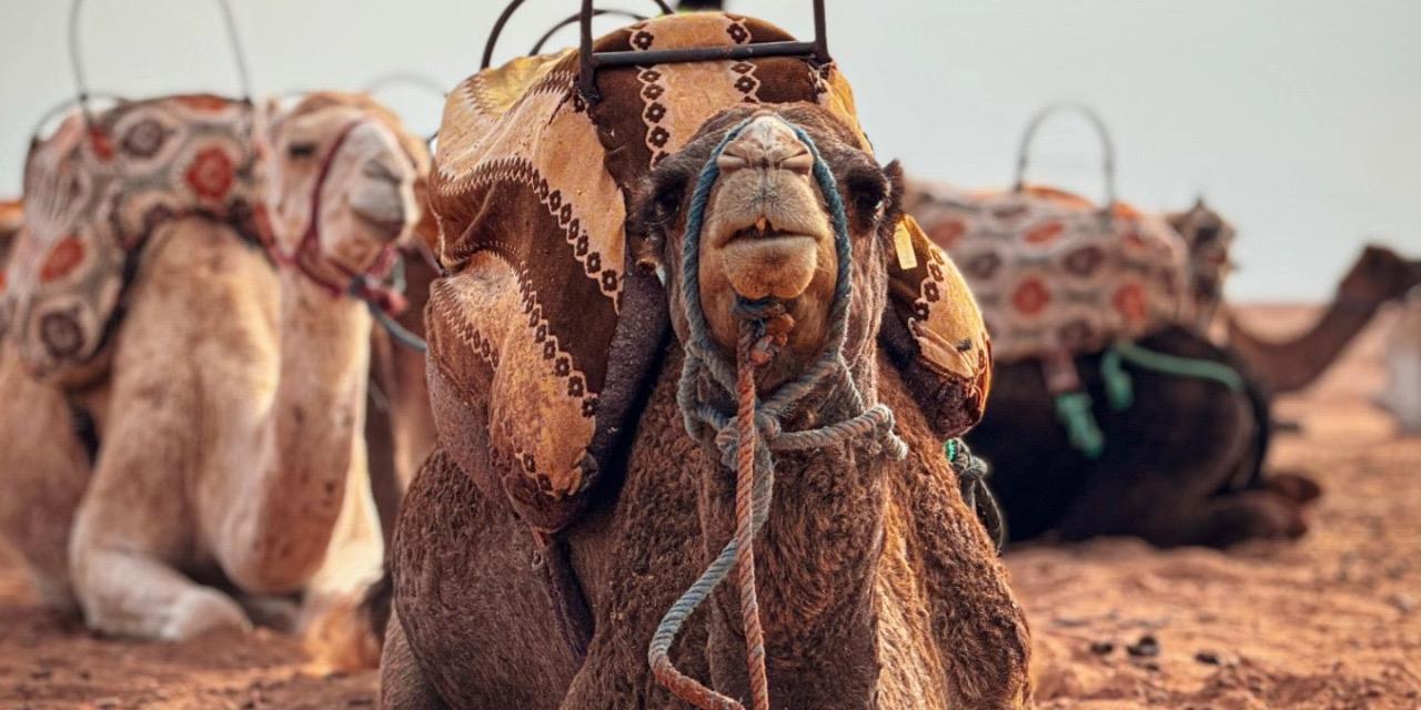 Agafay Desert Evening: Quad, Camel Ride & Dinner Under the Stars