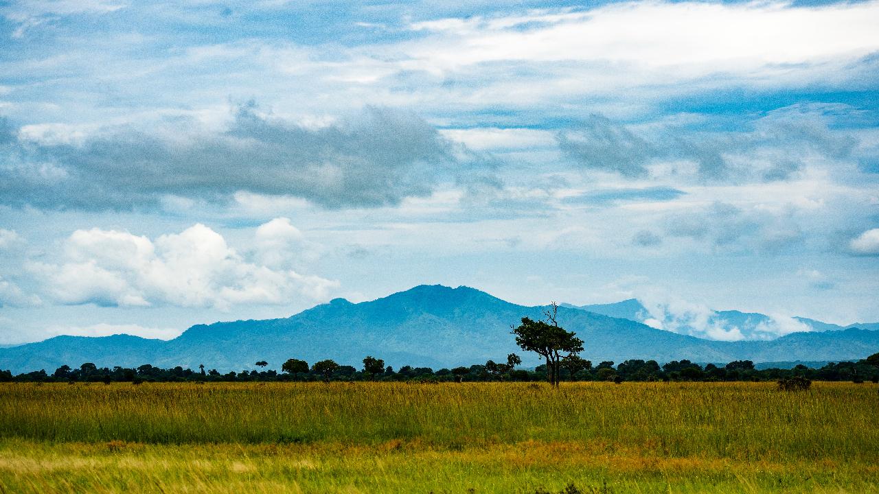 Zanzibar to Mikumi: Fly-In Safari Day Trip with Bush Lunch