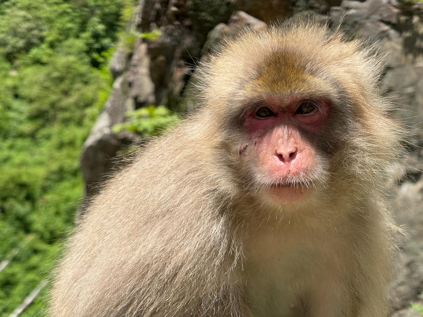 Nagano Snow Monkeys, Soba & Shibu Onsen Half-Day Tour