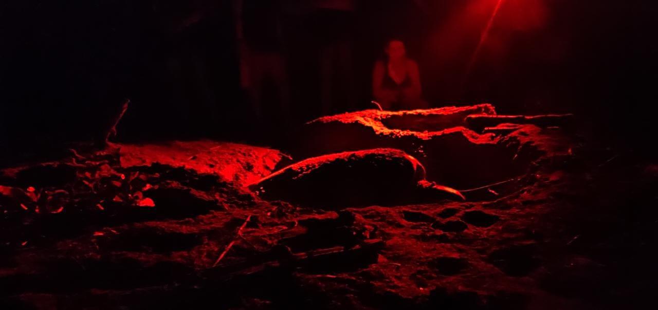 Tortuguero Night Turtle Nesting Experience