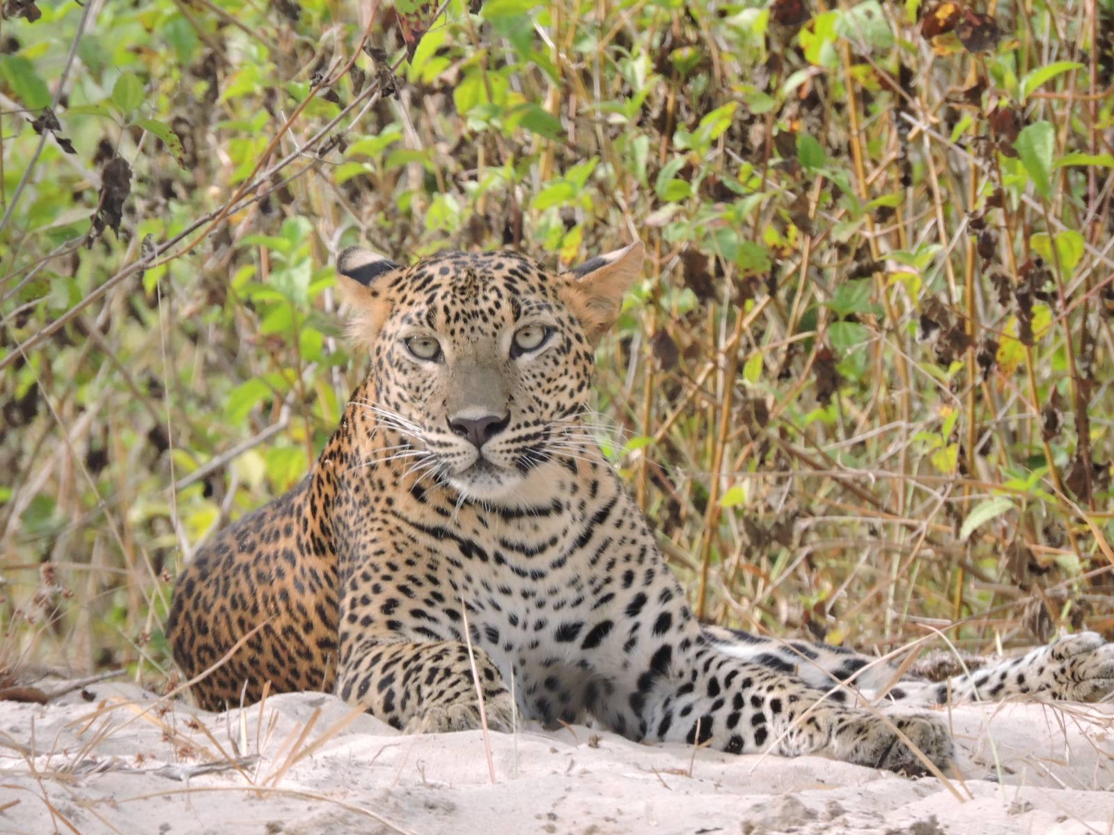 Full-Day Wilpattu National Park Leopard Safari from Anuradhapura