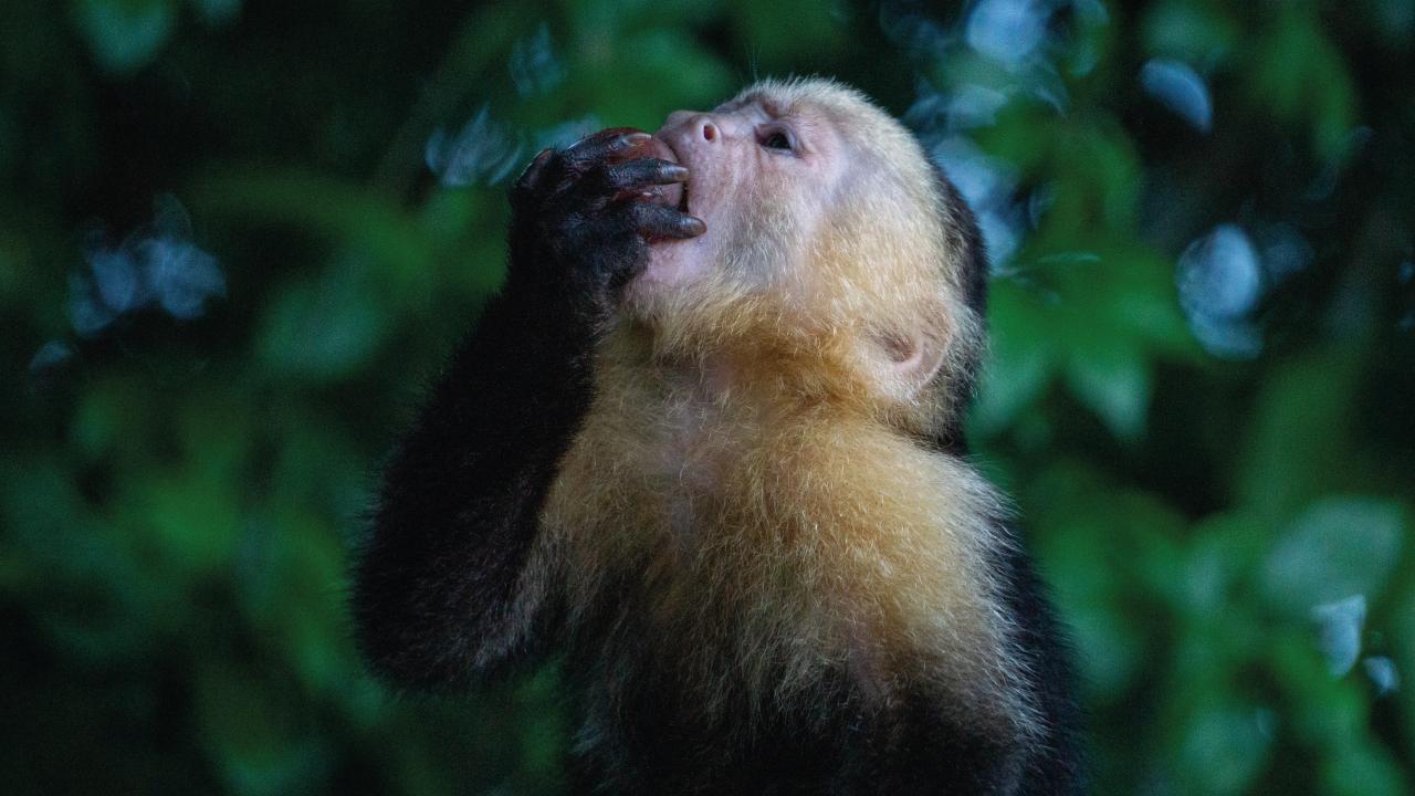 Panama Canal Wildlife Safari: Monkeys, Sloths & Rainforest