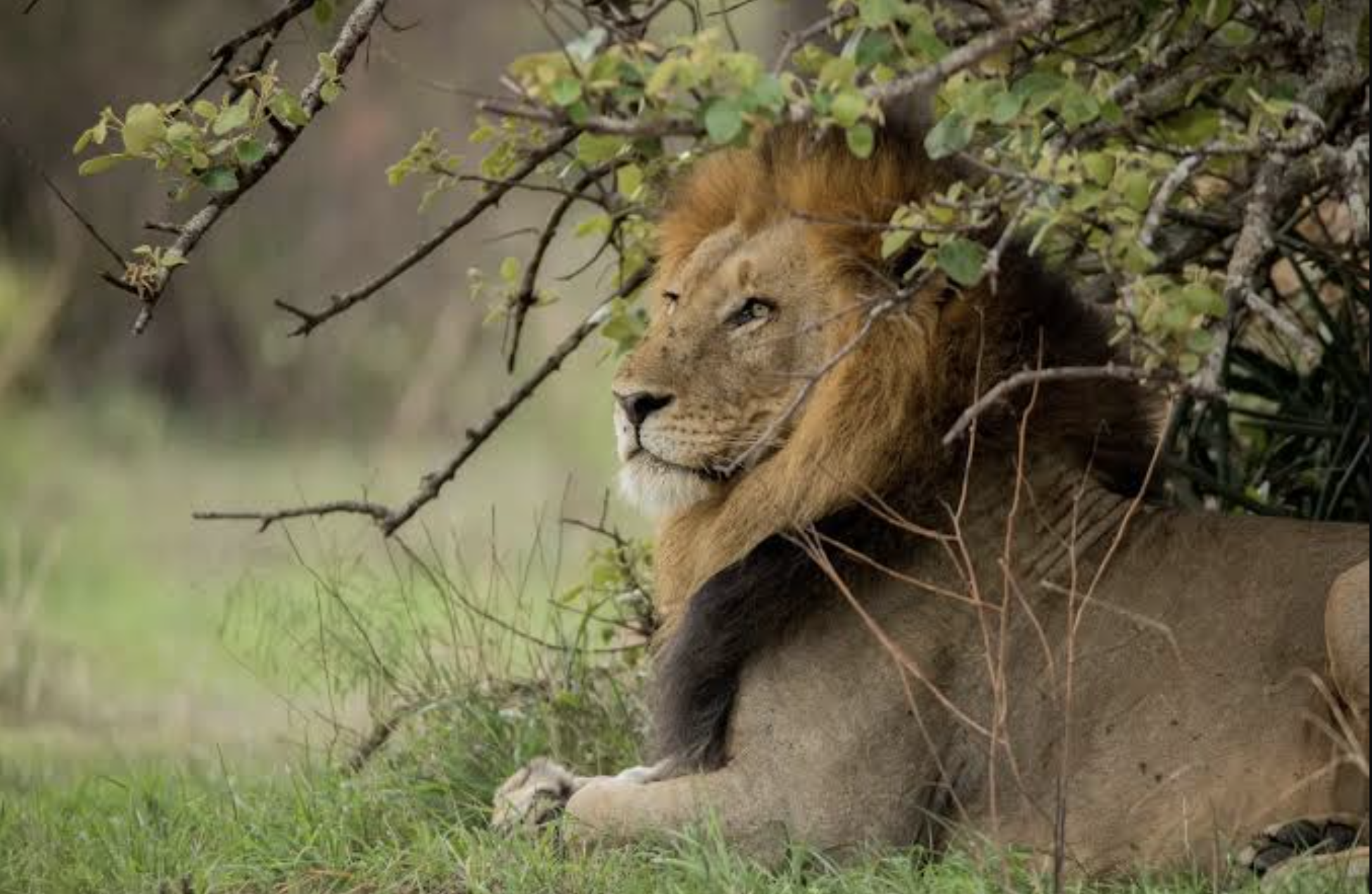 Full-Day Akagera Safari with Optional Boat Tour