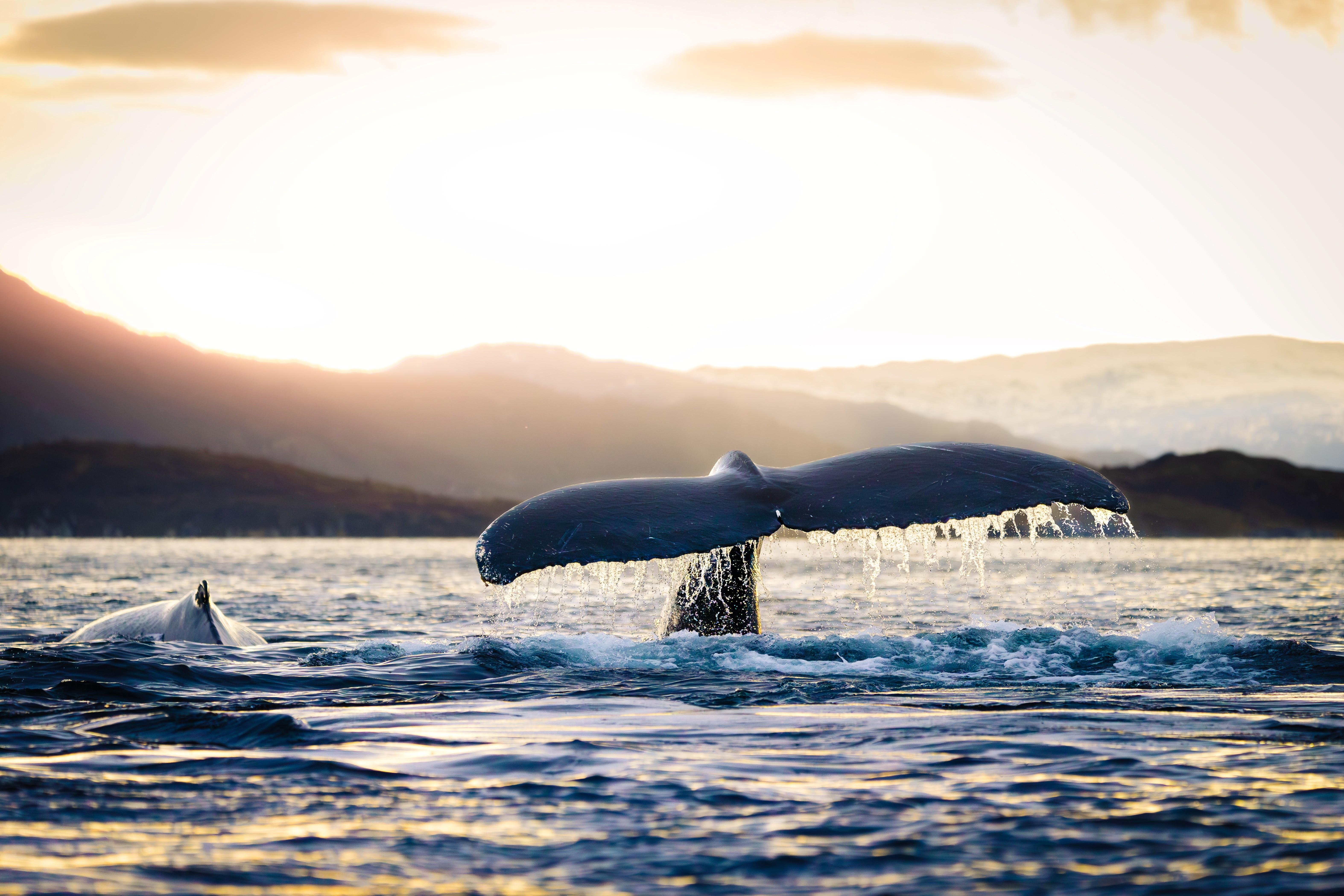 Skjervøy Arctic Whale Watching by RIB Boat