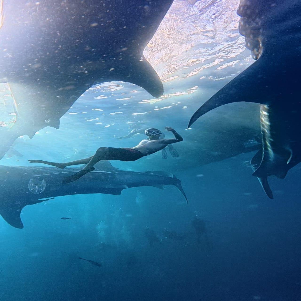 2-Day Whale Shark Snorkeling Expedition to Saleh Bay