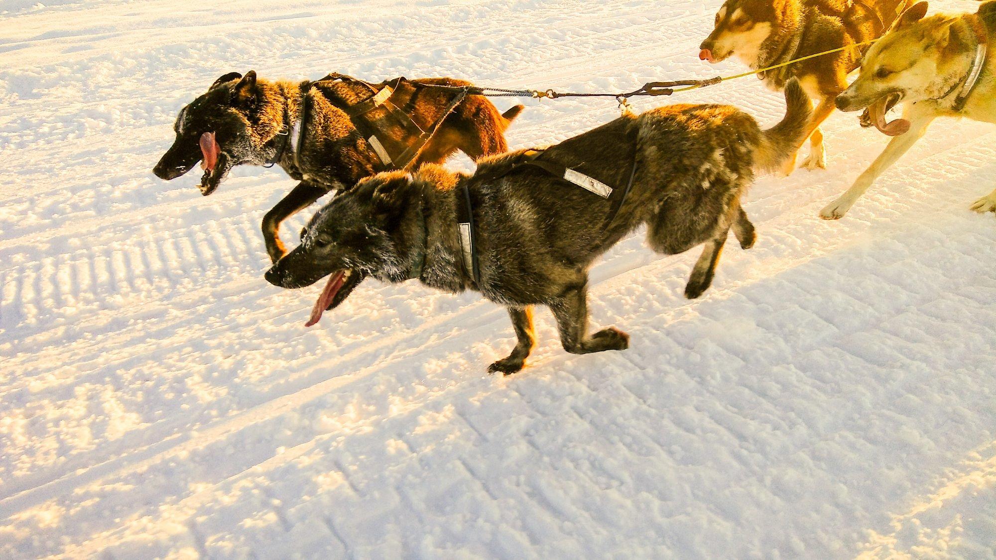 dog sledding in Anchorage — photo 2