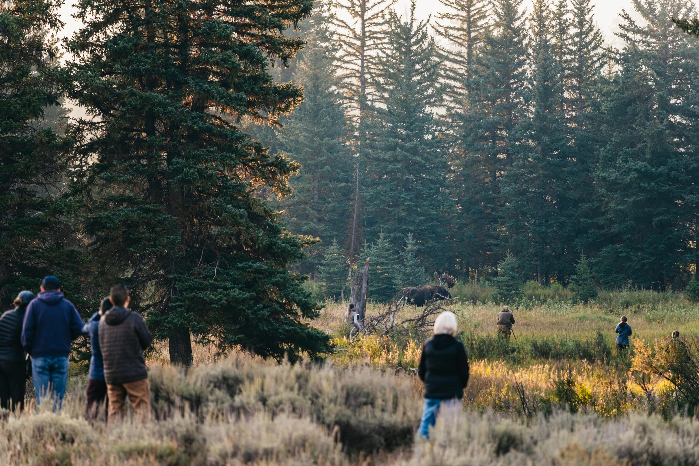 Grand Teton National Park Wildlife Safari