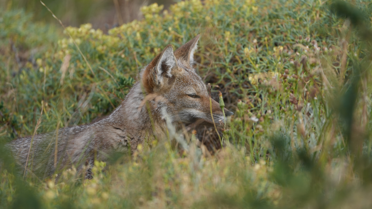 Patagonia Puma Tracking Expedition from Puerto Natales