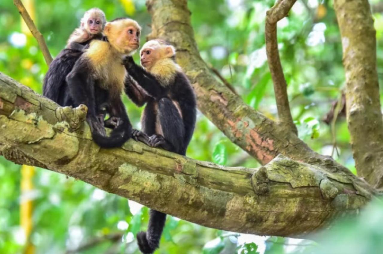 Quepos Mangrove Boat Safari