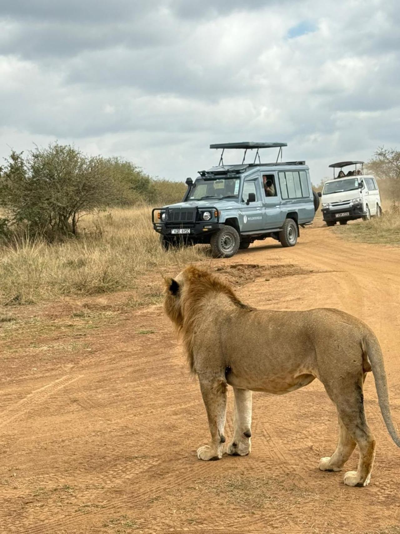 Nairobi National Park Half-Day Wildlife Safari