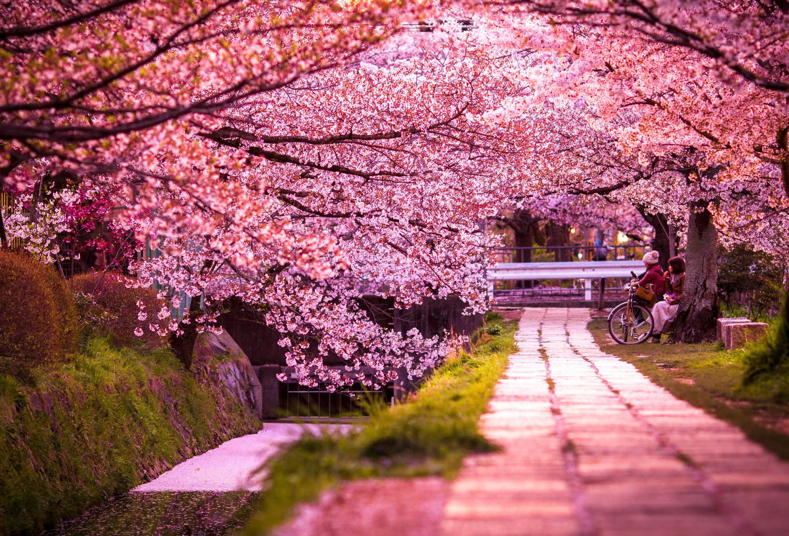 Kyoto Private Full-Day Tour with Luxury Vehicle & Expert Guide