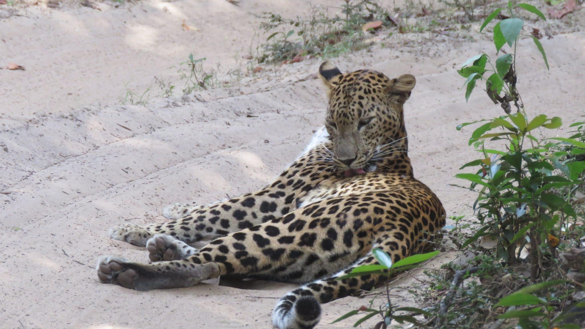 Full-Day Wilpattu National Park Leopard Safari from Anuradhapura