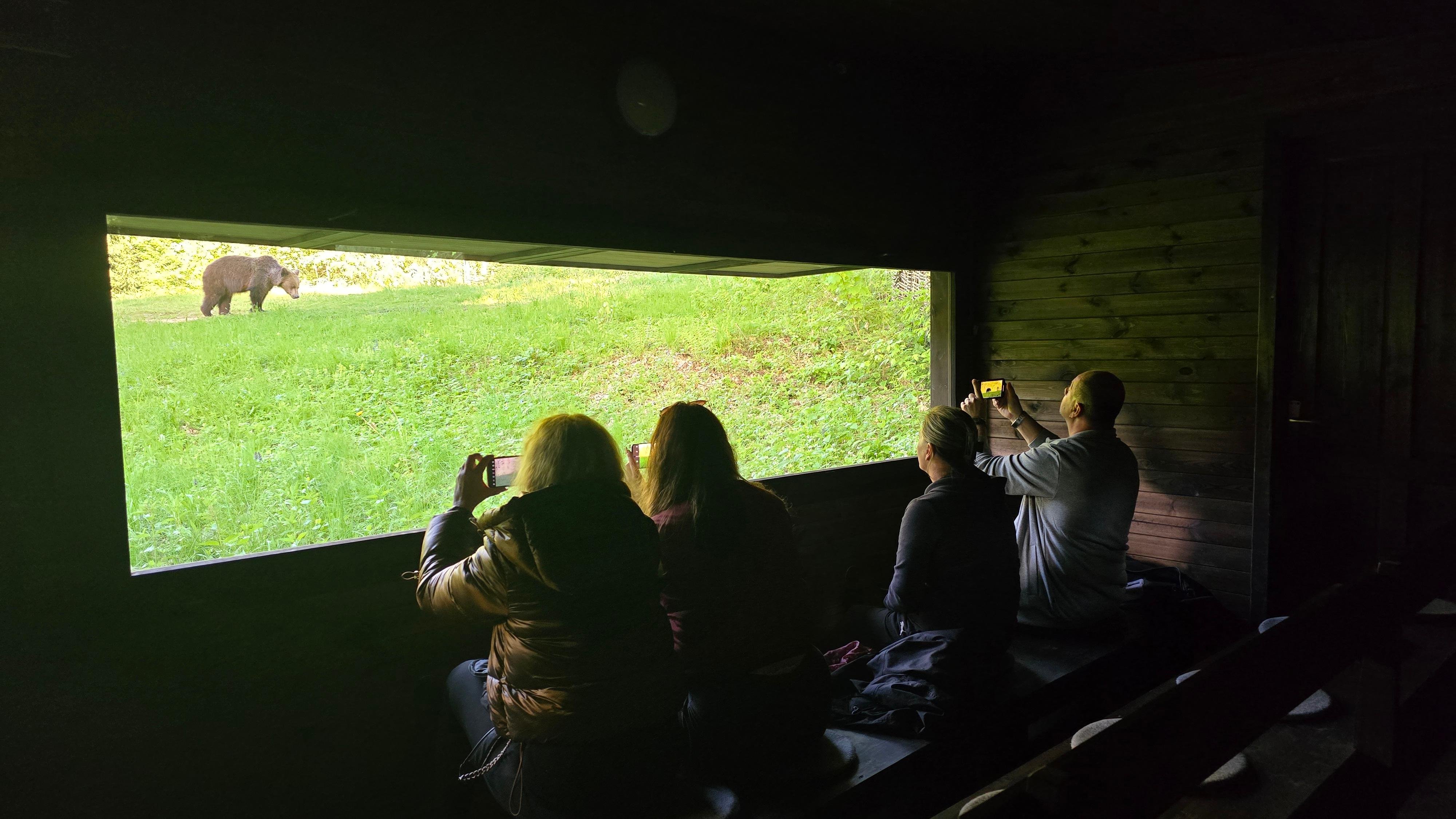 Bear Watching Adventure with Forest Ranger