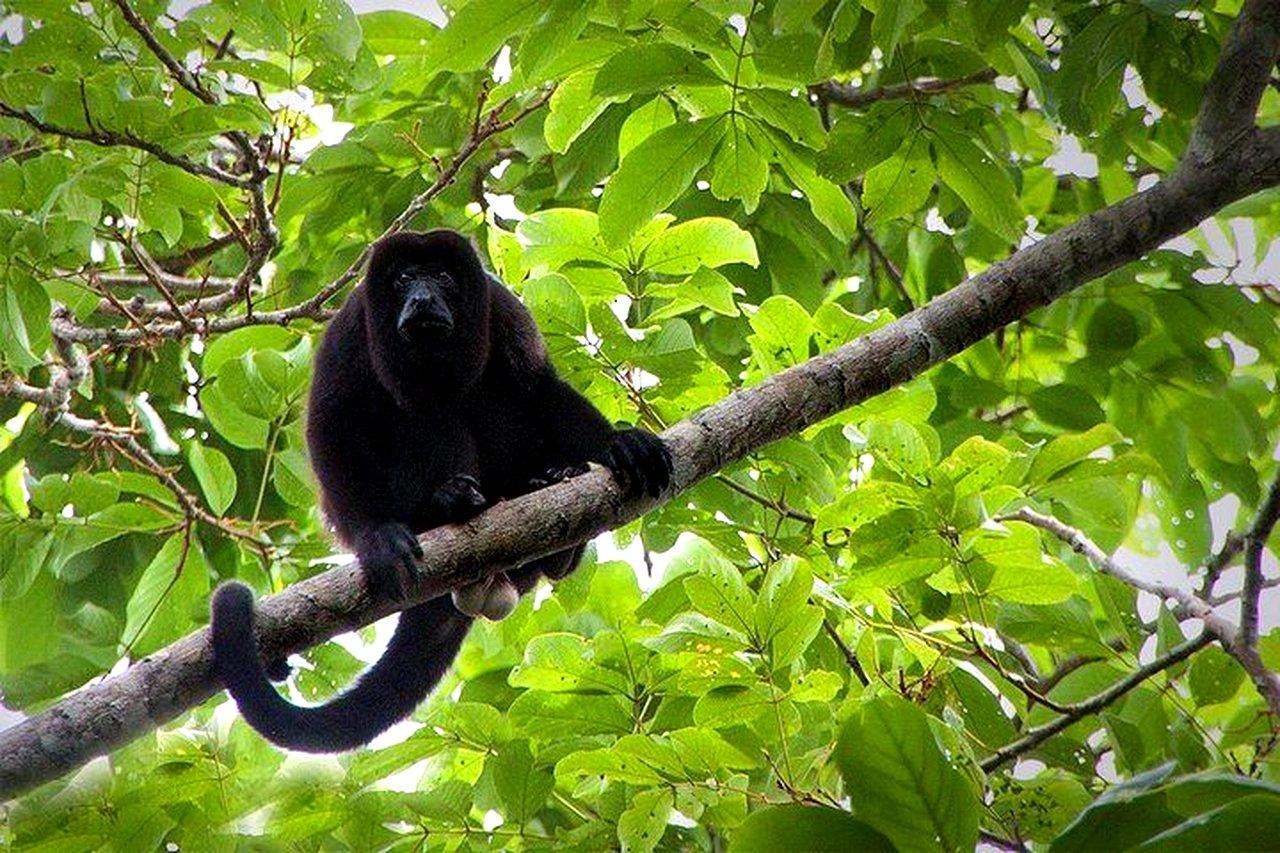 Rio Celeste, Sloth Encounter & Waterfall Adventure