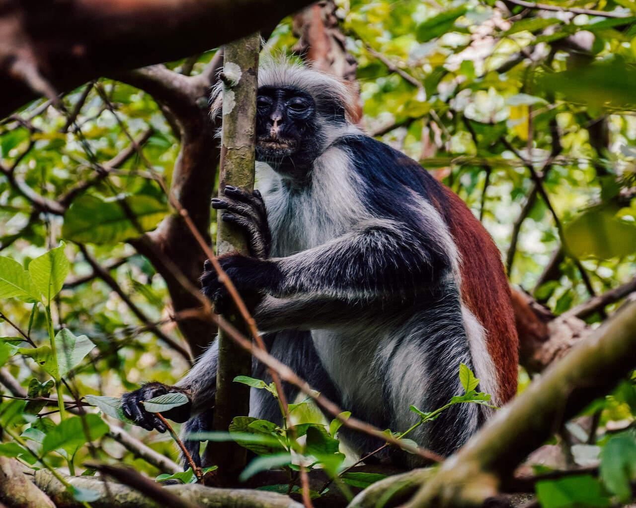 Zanzibar Full-Day Nature & Culture Tour: Jozani Forest, Blue Lagoon & Kuza Cave