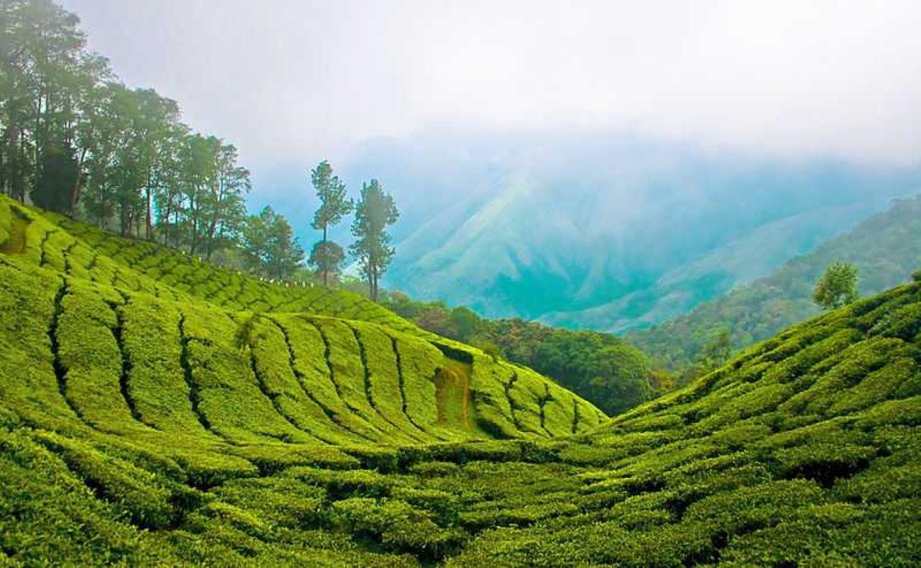 6-Day Kerala Backwaters and Houseboat Private Expedition