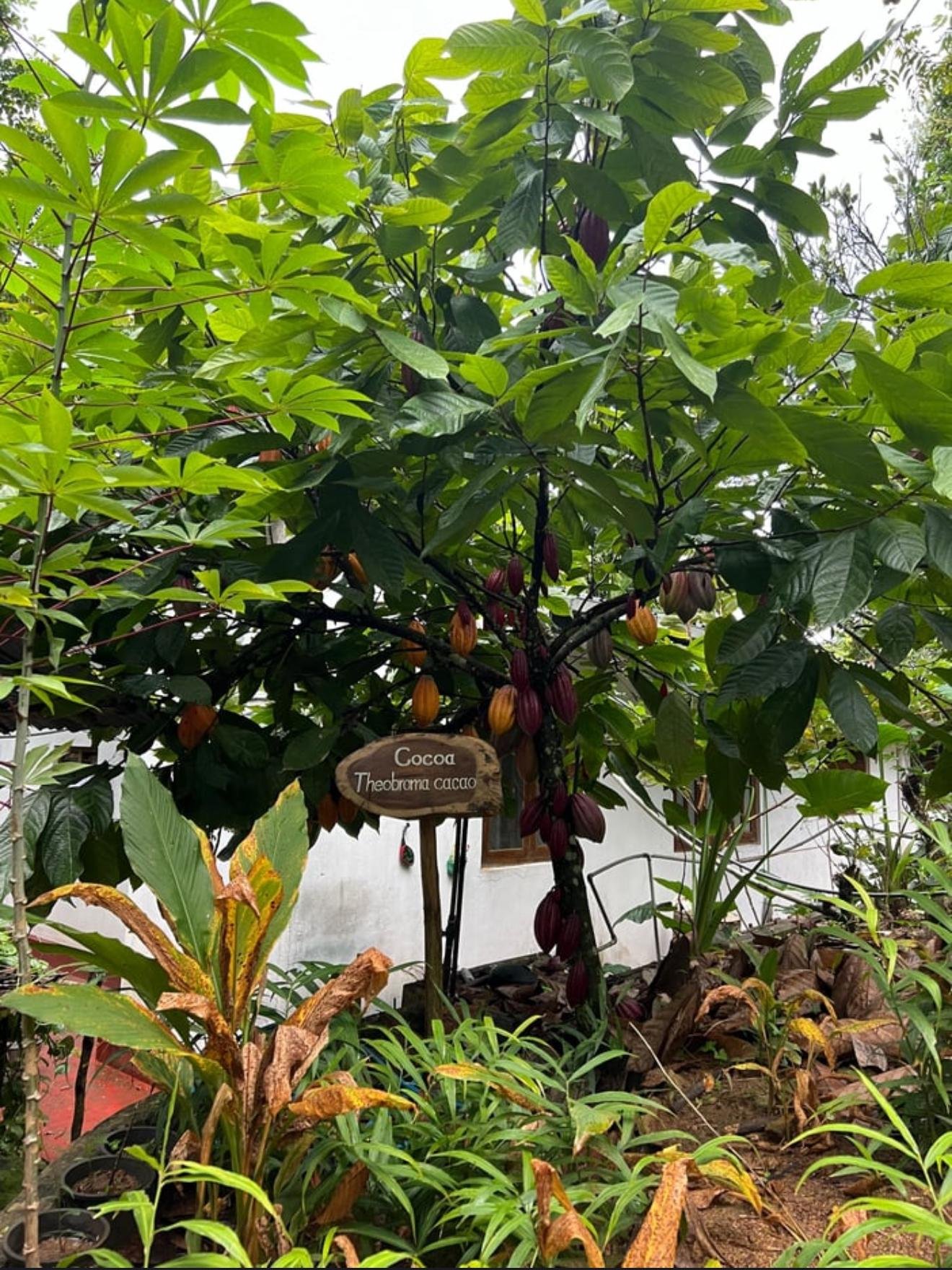 Ella Spice Garden Tour & Authentic Cooking Class