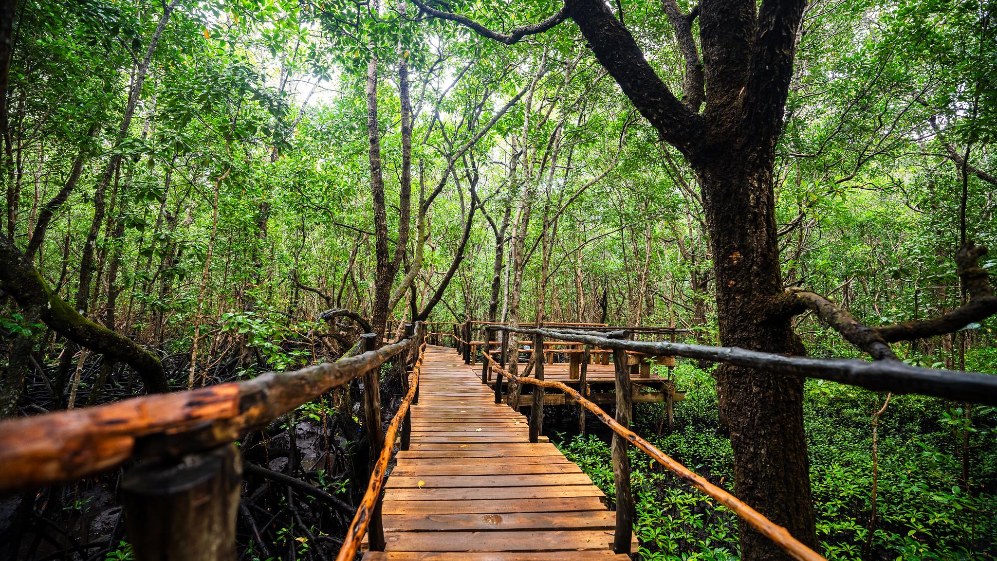 Zanzibar Hidden Gems: Secret Beach, Kuza Cave & Jozani Forest
