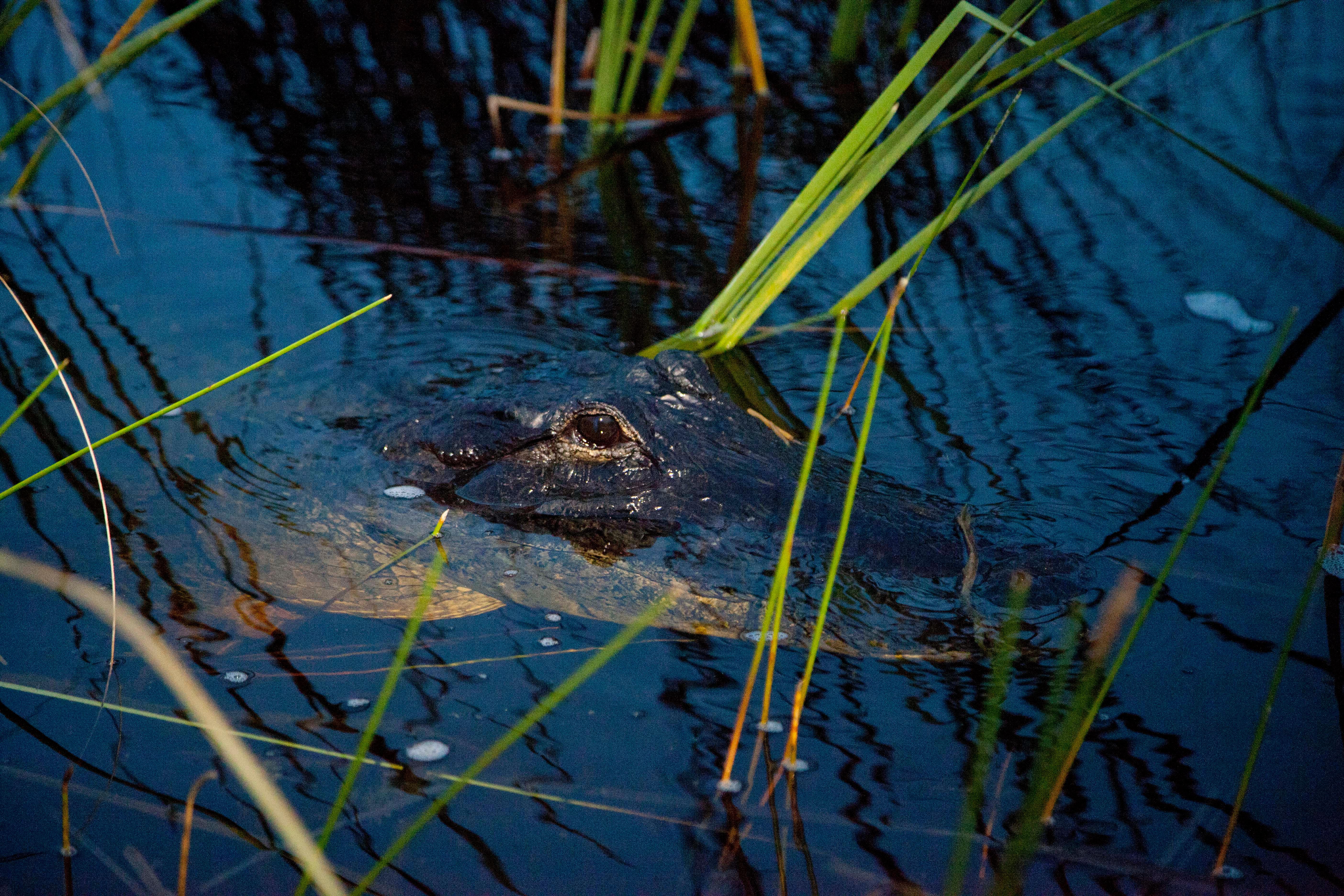 Everglades After-Dark Airboat Adventure