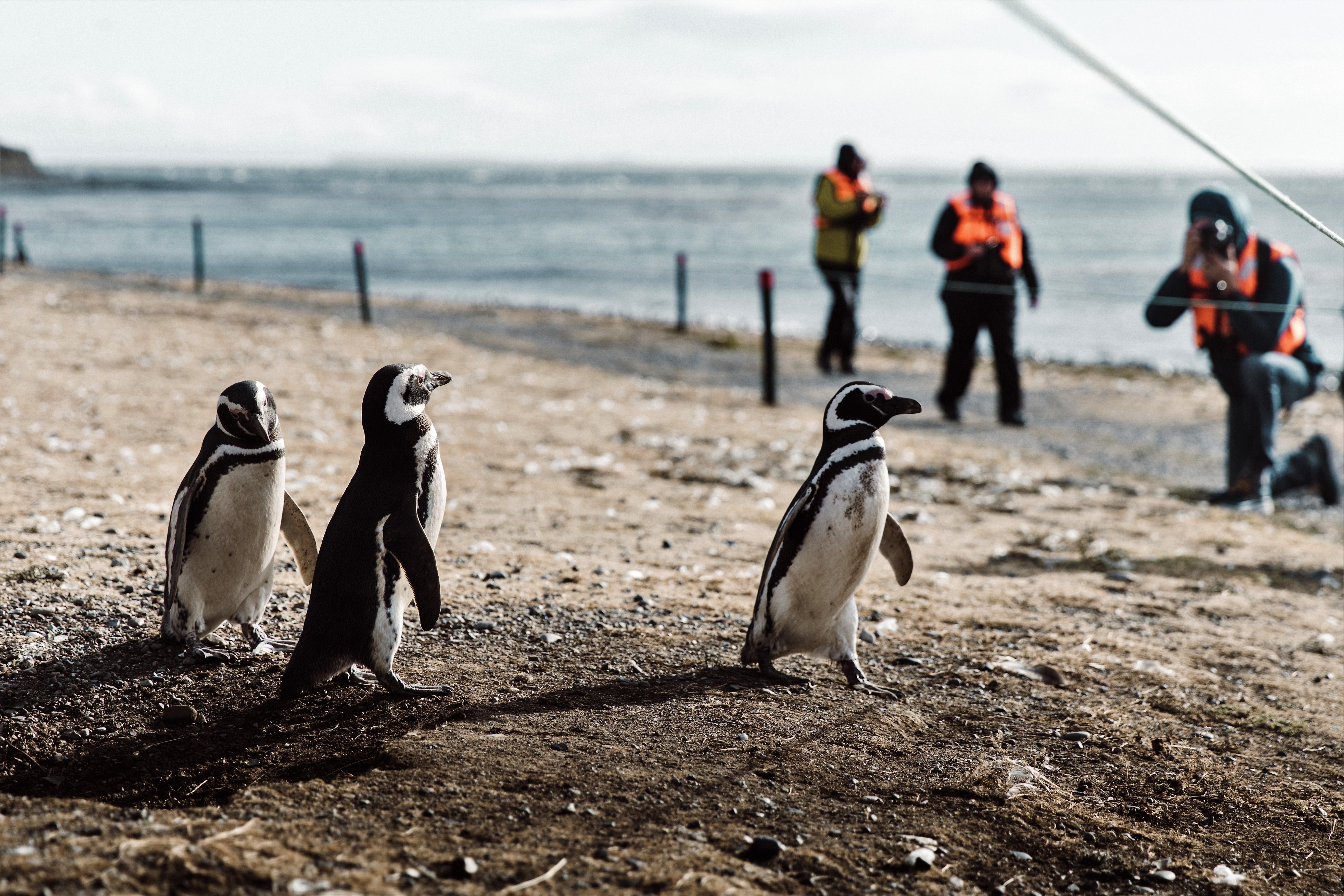 Punta Arenas: Penguin & Sea Lion Wildlife Cruise to Magdalena & Marta Islands