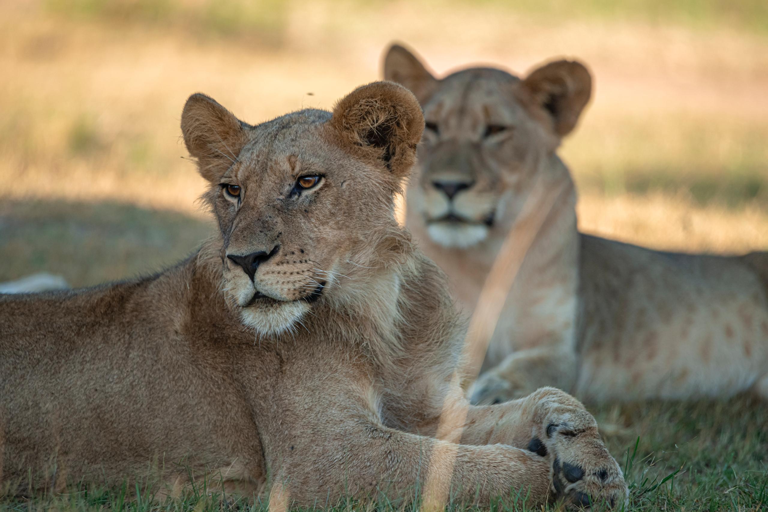 Full-Day Akagera Wildlife Safari