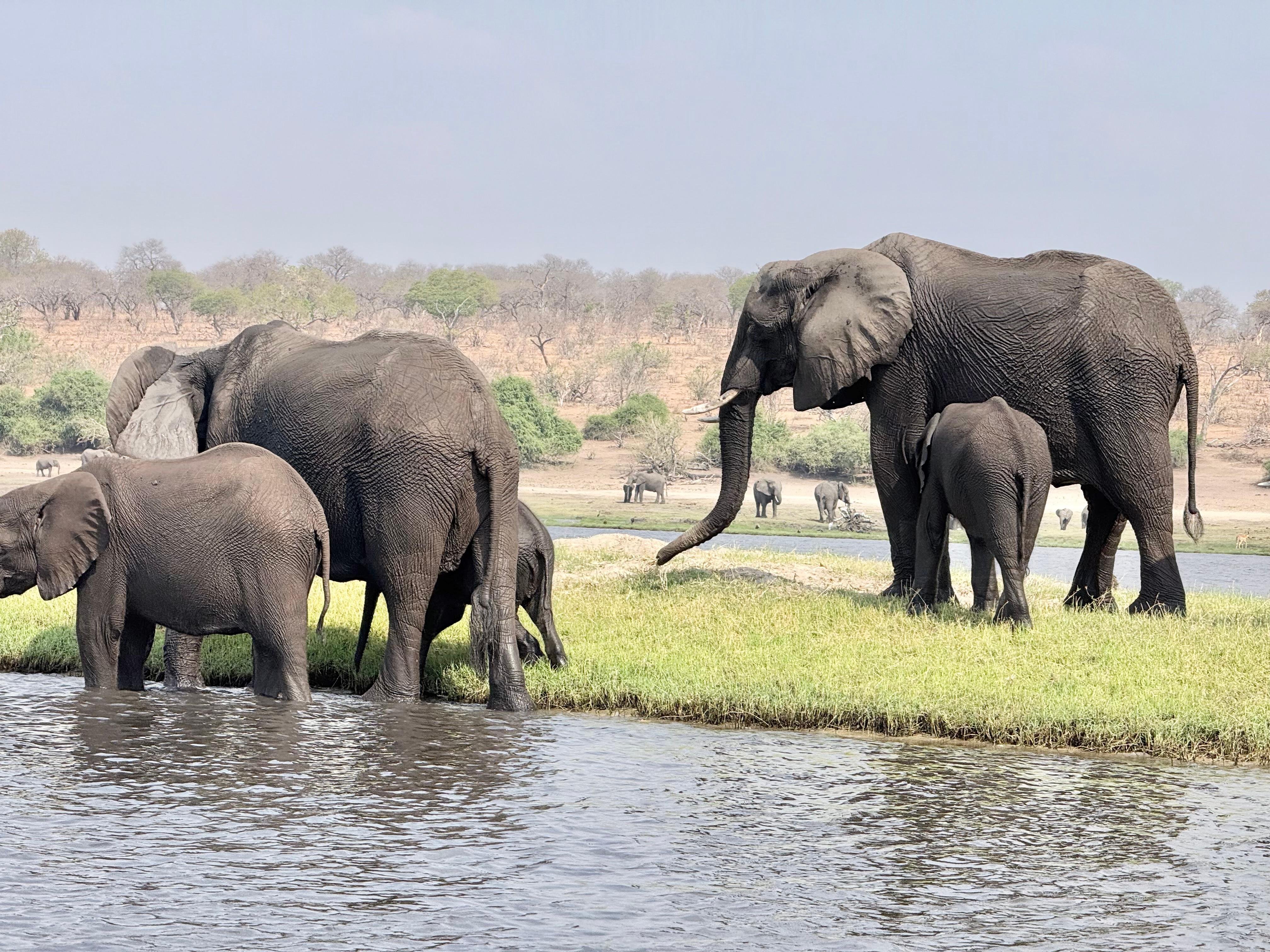 Full-Day Chobe Safari from Livingstone