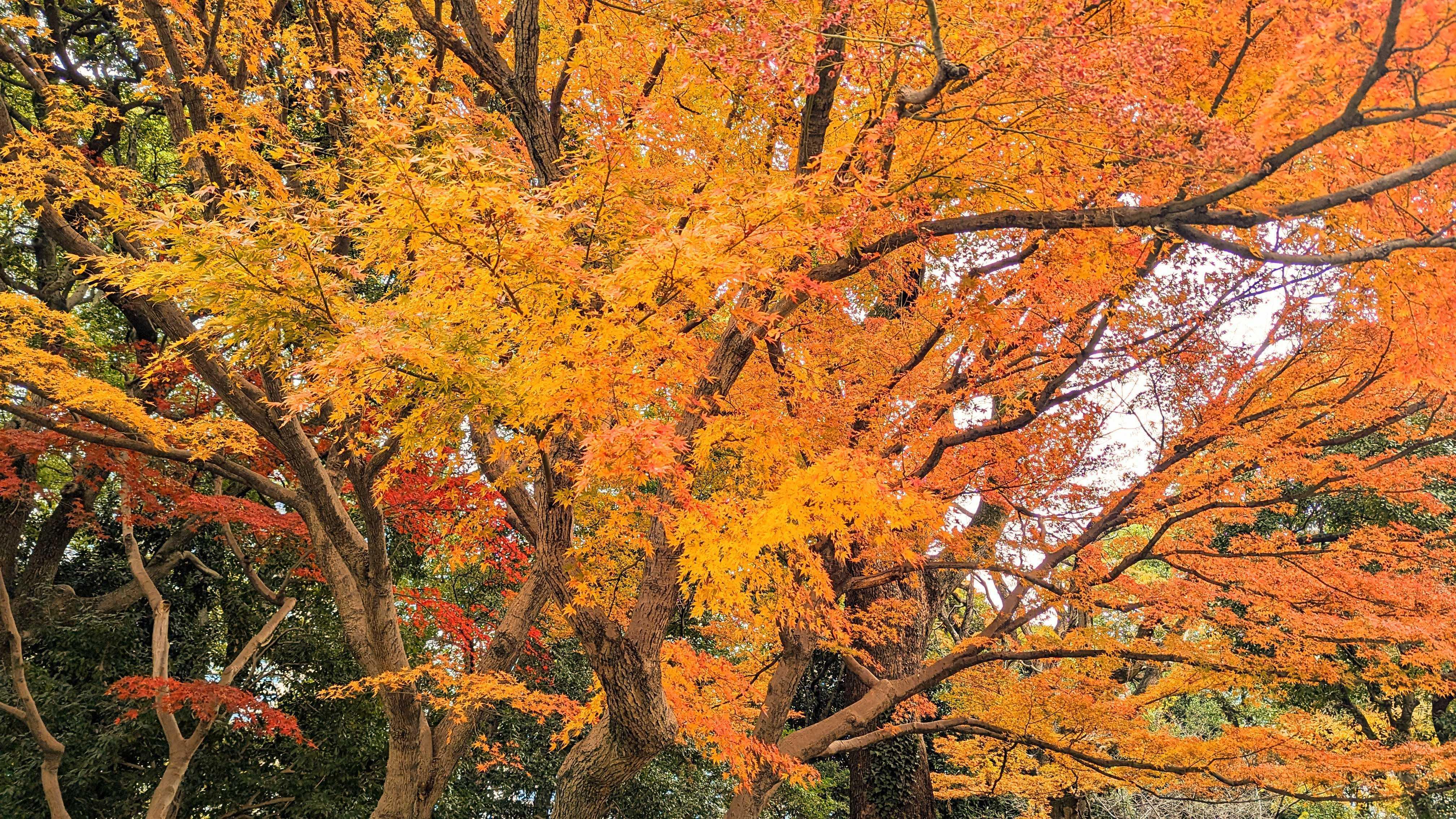 Edo Castle & Imperial Palace Shogun Walking Tour