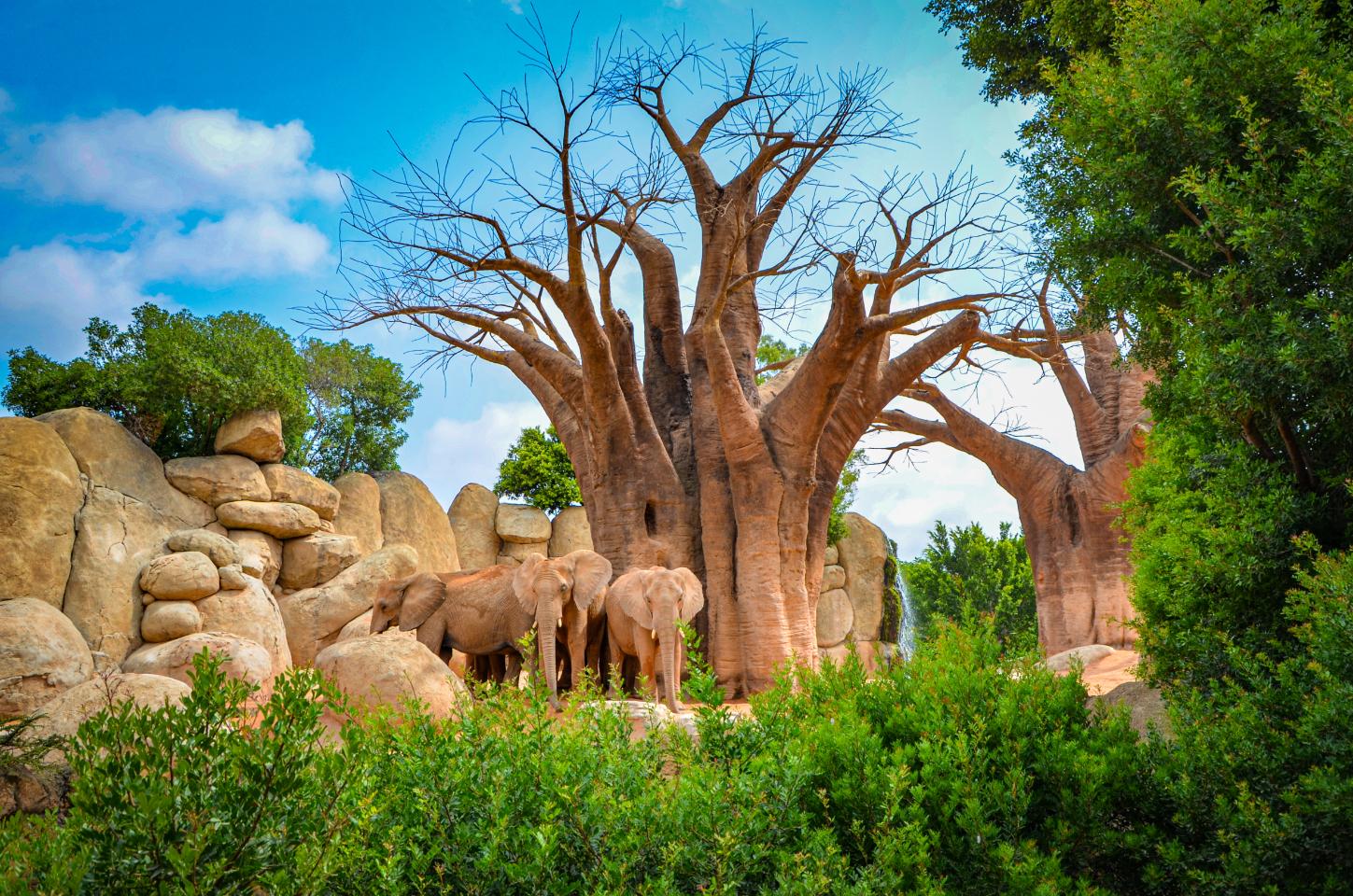 Bioparc Valencia Entry Ticket