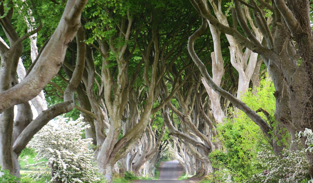 Morning Giant’s Causeway Half Day Tour from Belfast