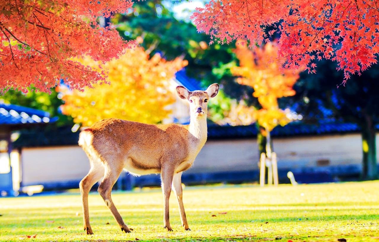 Kyoto & Nara UNESCO Heritage Full-Day Tour
