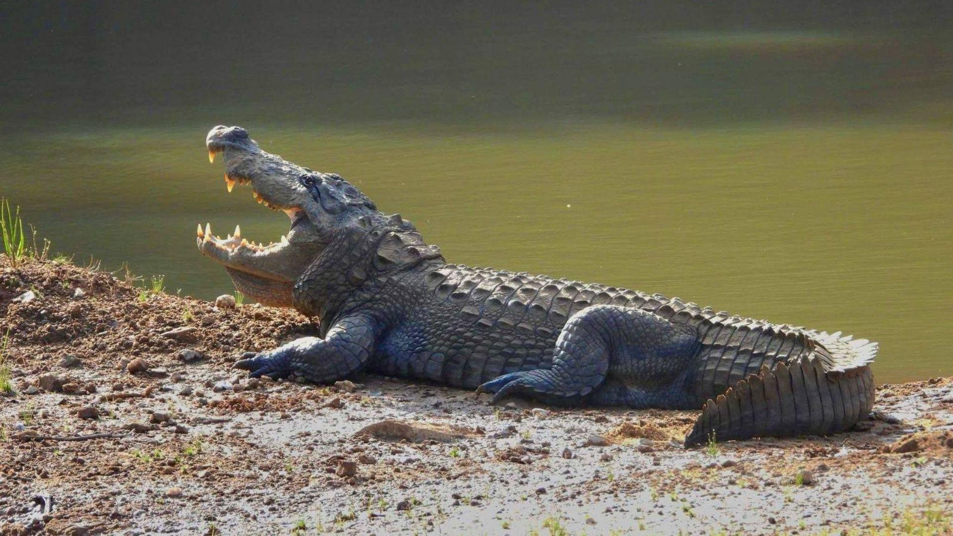 Full-Day Wilpattu National Park Leopard Safari from Anuradhapura