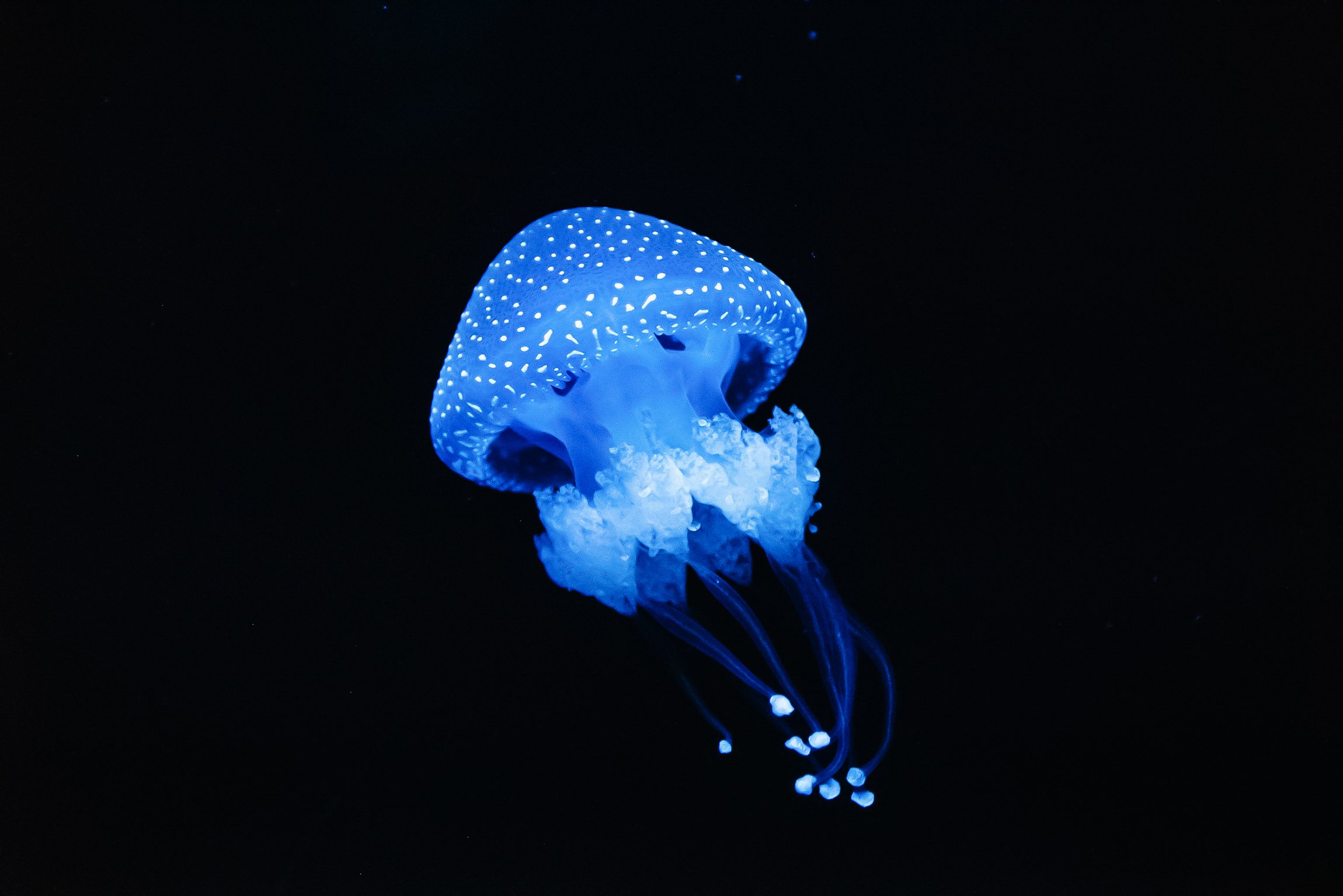 Lisbon Oceanarium: General Admission Ticket