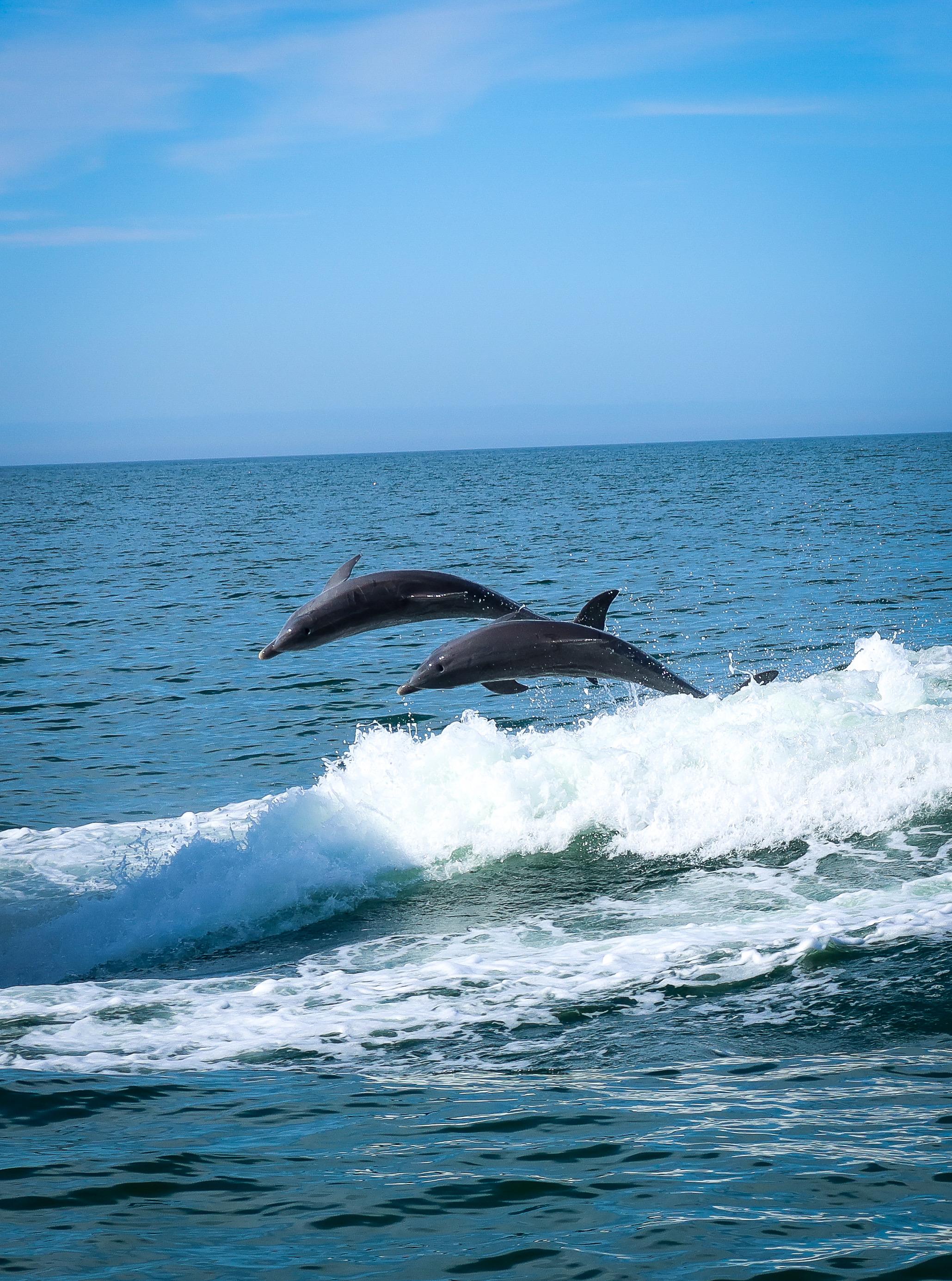 Clearwater Dolphin Cruise & Island Beach Stop