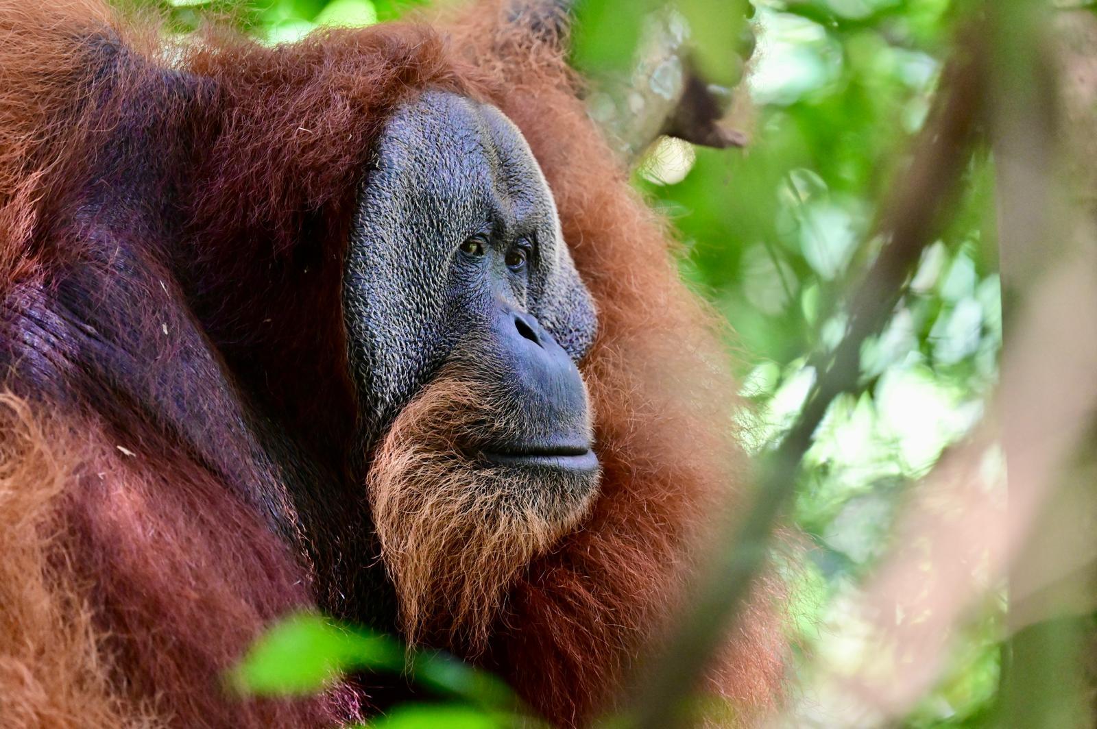 2-Day Bukit Lawang Jungle Trek & Village Experience