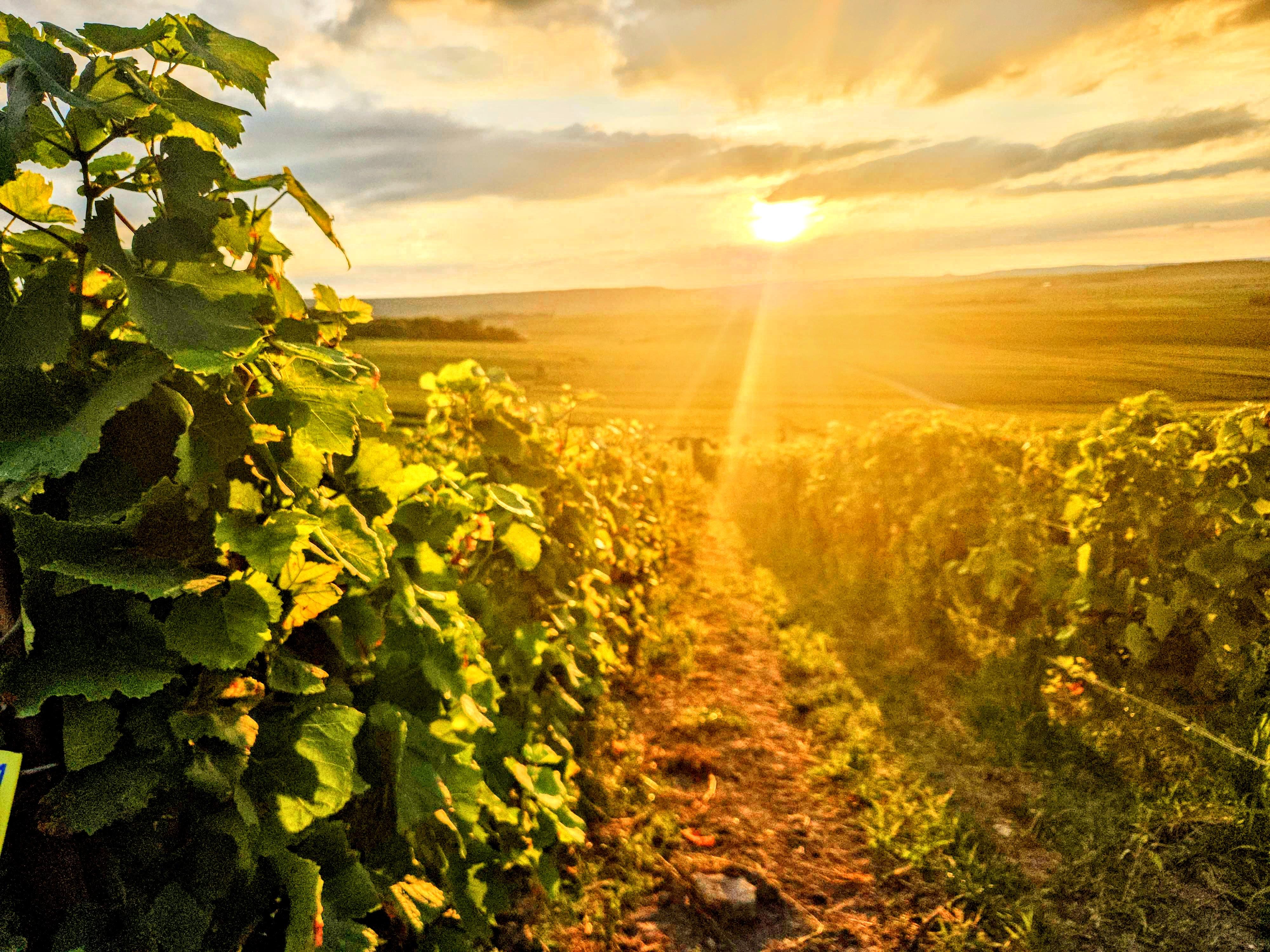 Reims & Epernay: Full Day Private Champagne Tour & 2 Growers