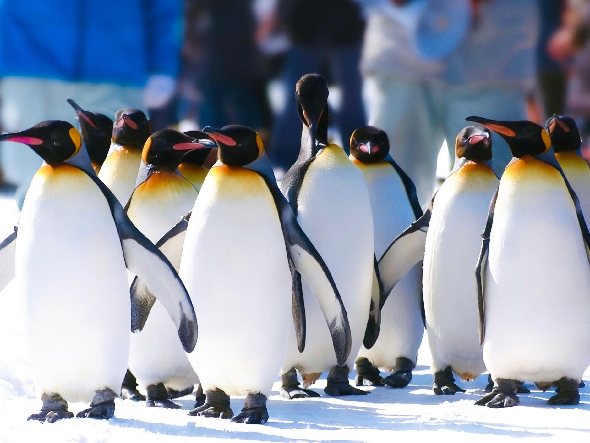 Hokkaido Winter Adventure: Zoo, Snowmobile & Forest Terrace