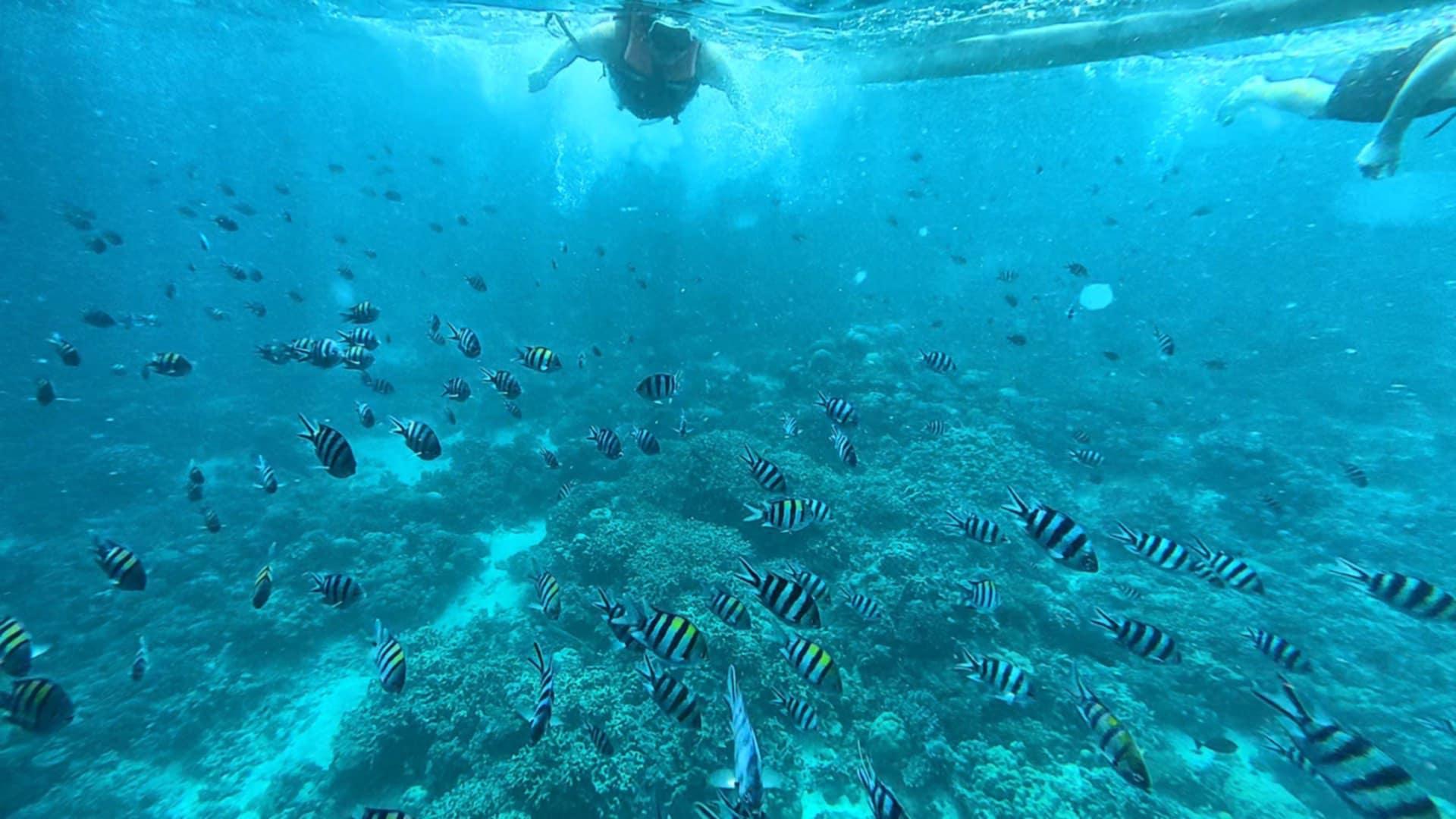 Oslob Whale Shark Swim, Sumilon Island & Southern Cebu Day Tour