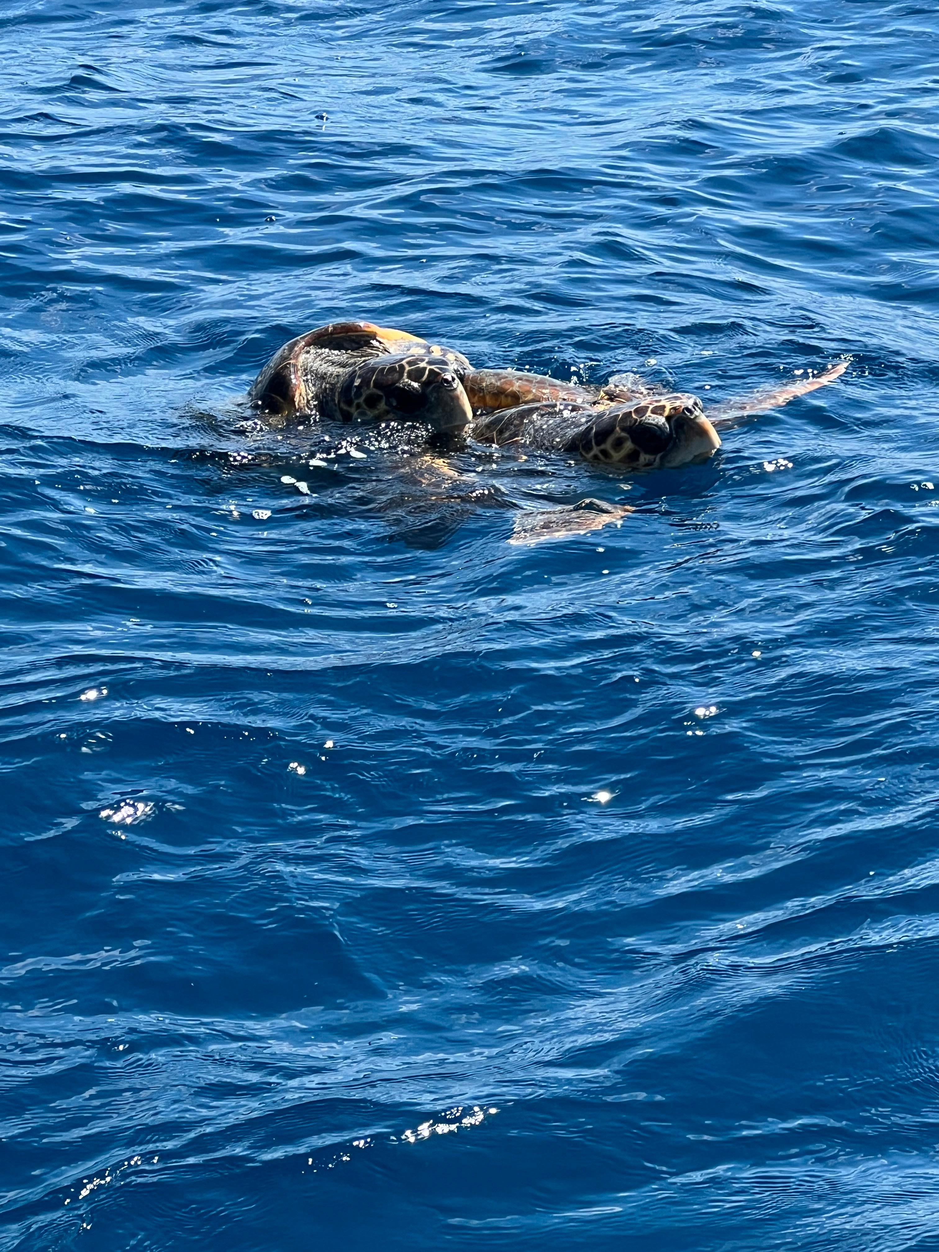 Turtle Spotting & Keri Caves Boat Tour