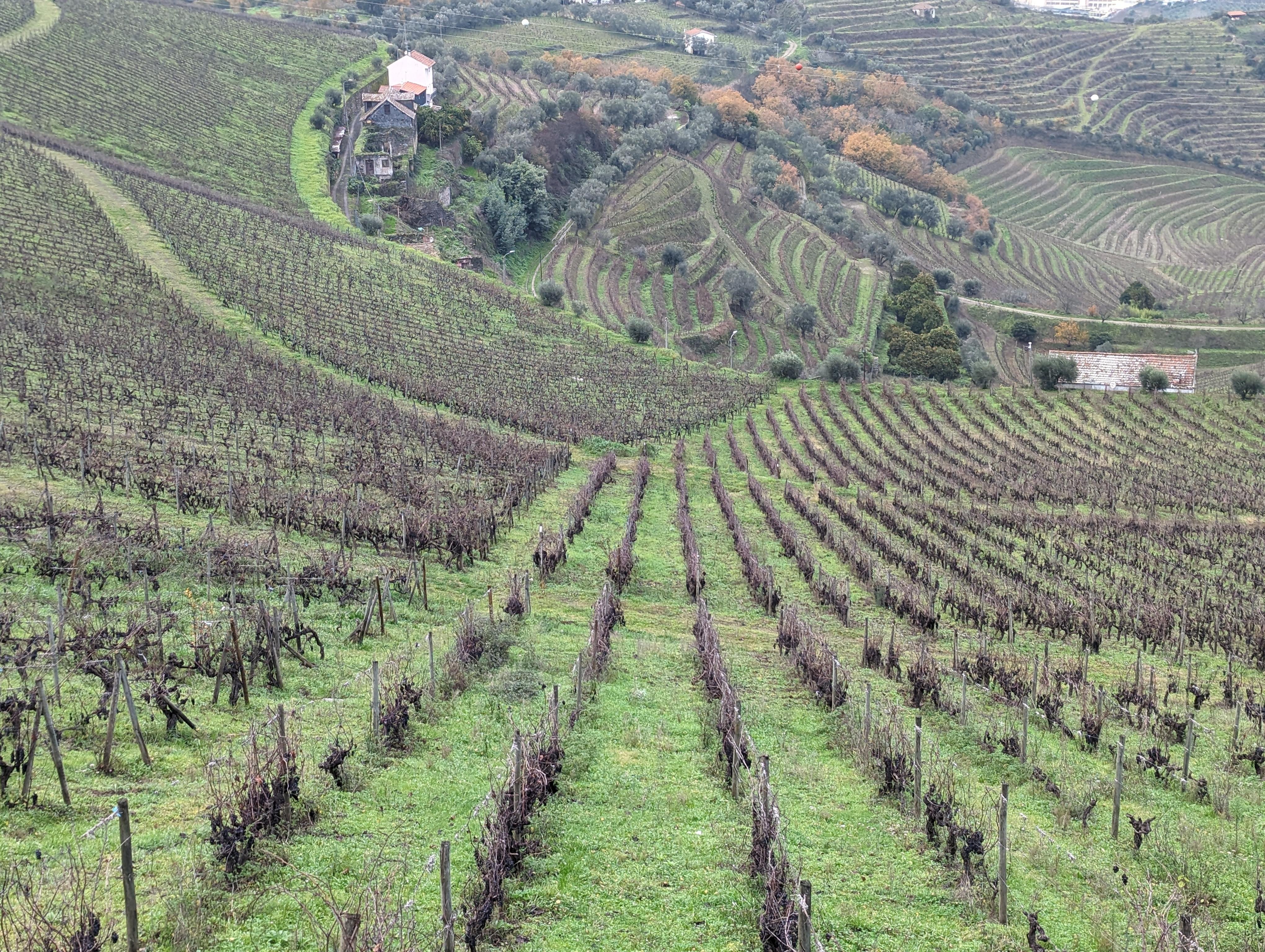 Porto: Douro Valley & Vinho Verde Day Tour with Tastings, Lunch & Boat Cruise
