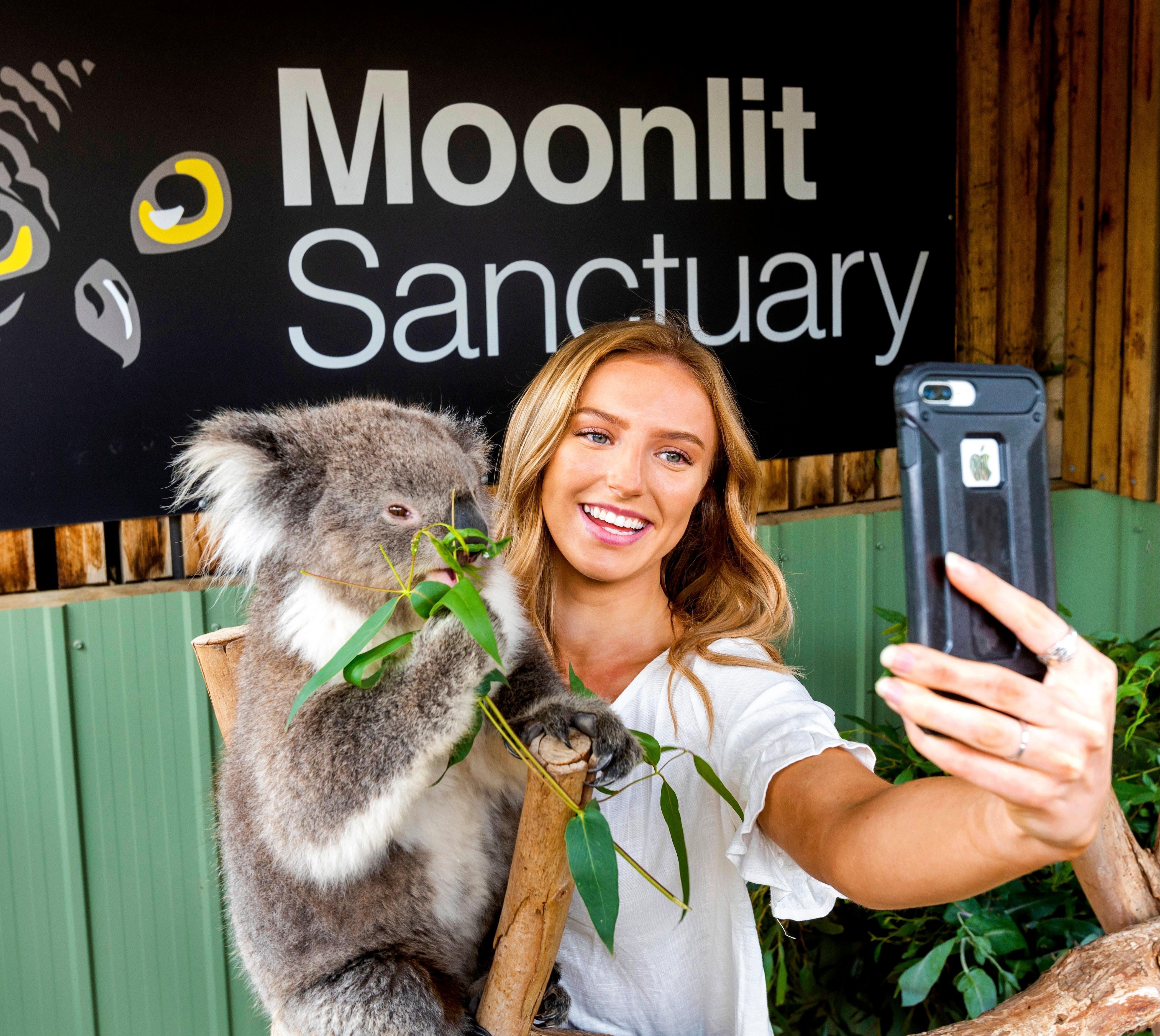 Phillip Island Penguin Parade & Wildlife Day Tour from Melbourne