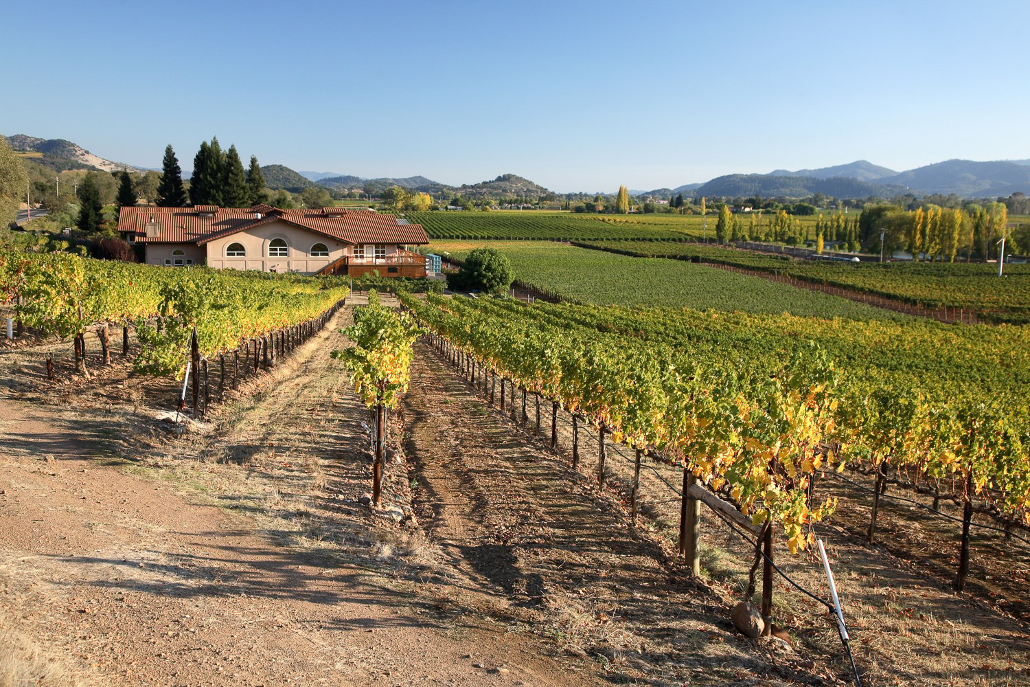 Napa Valley wine tour for couples — vineyards and tasting rooms — image 3
