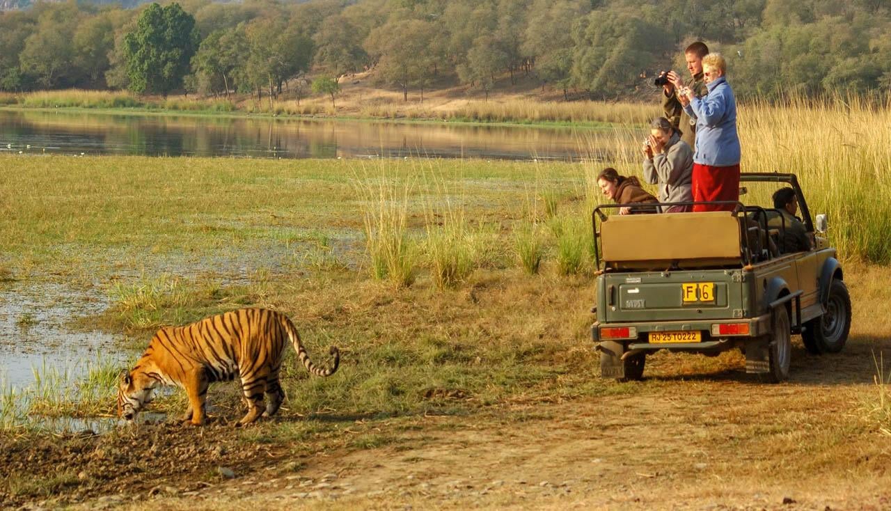 3-Day Ranthambore Tiger Safari Expedition from Delhi