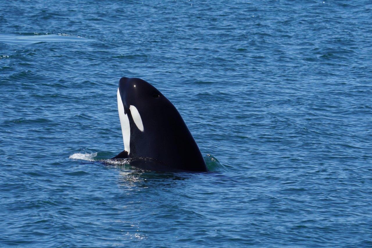 Vancouver whale watching tour — orcas and marine wildlife in the Salish Sea — image 15